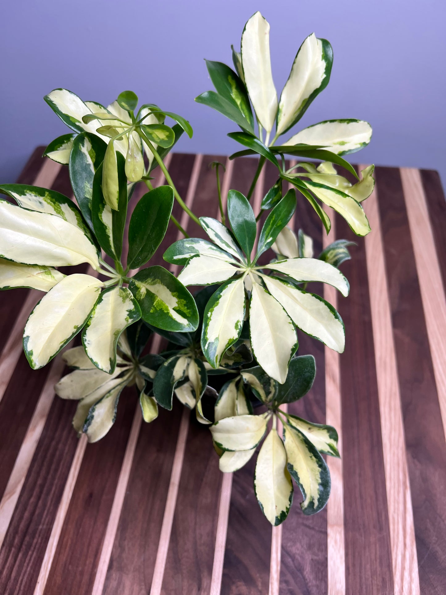 Schefflera Varagated (Umbrella plant) 4”