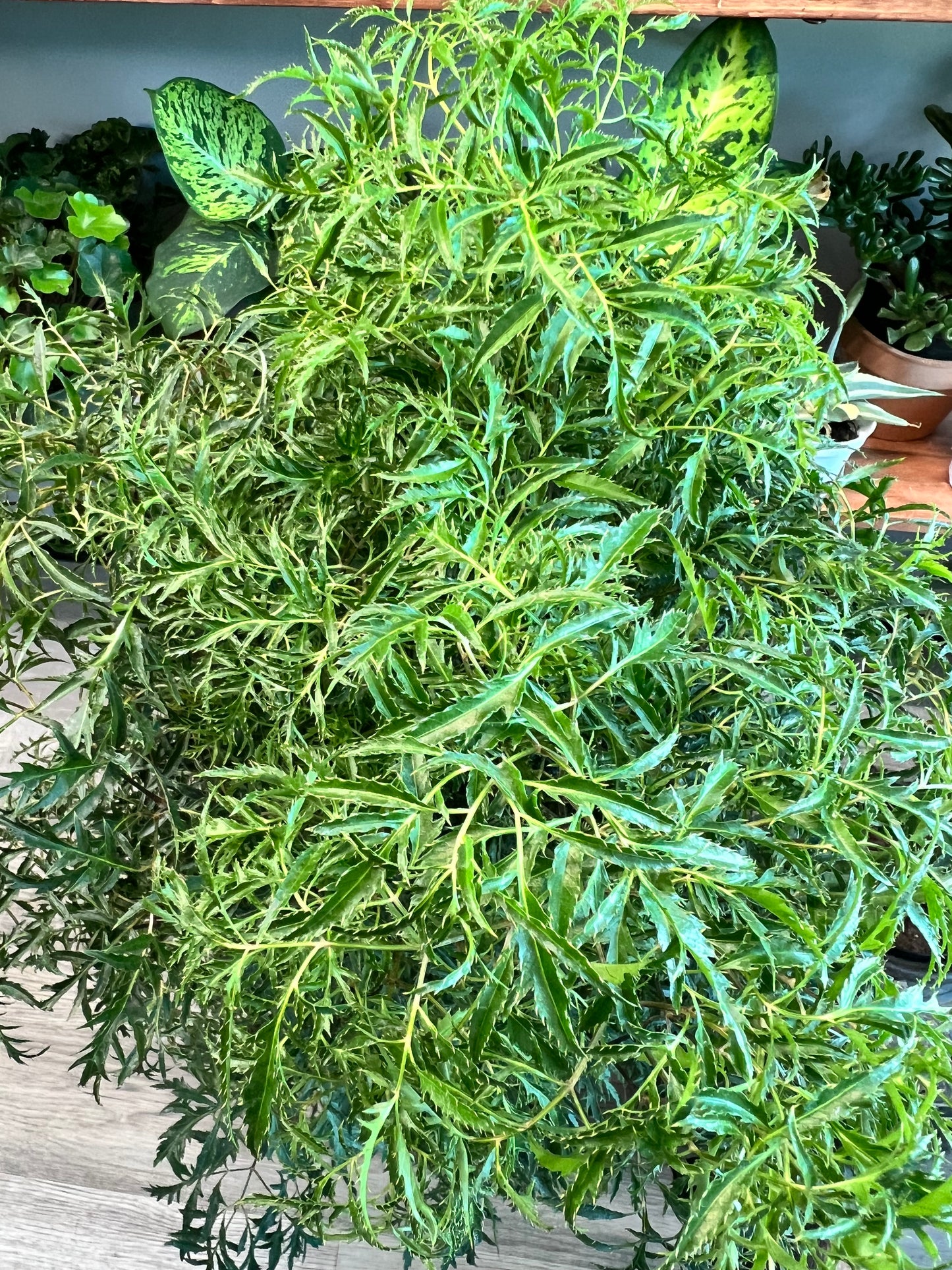 Ming Aralia 10”