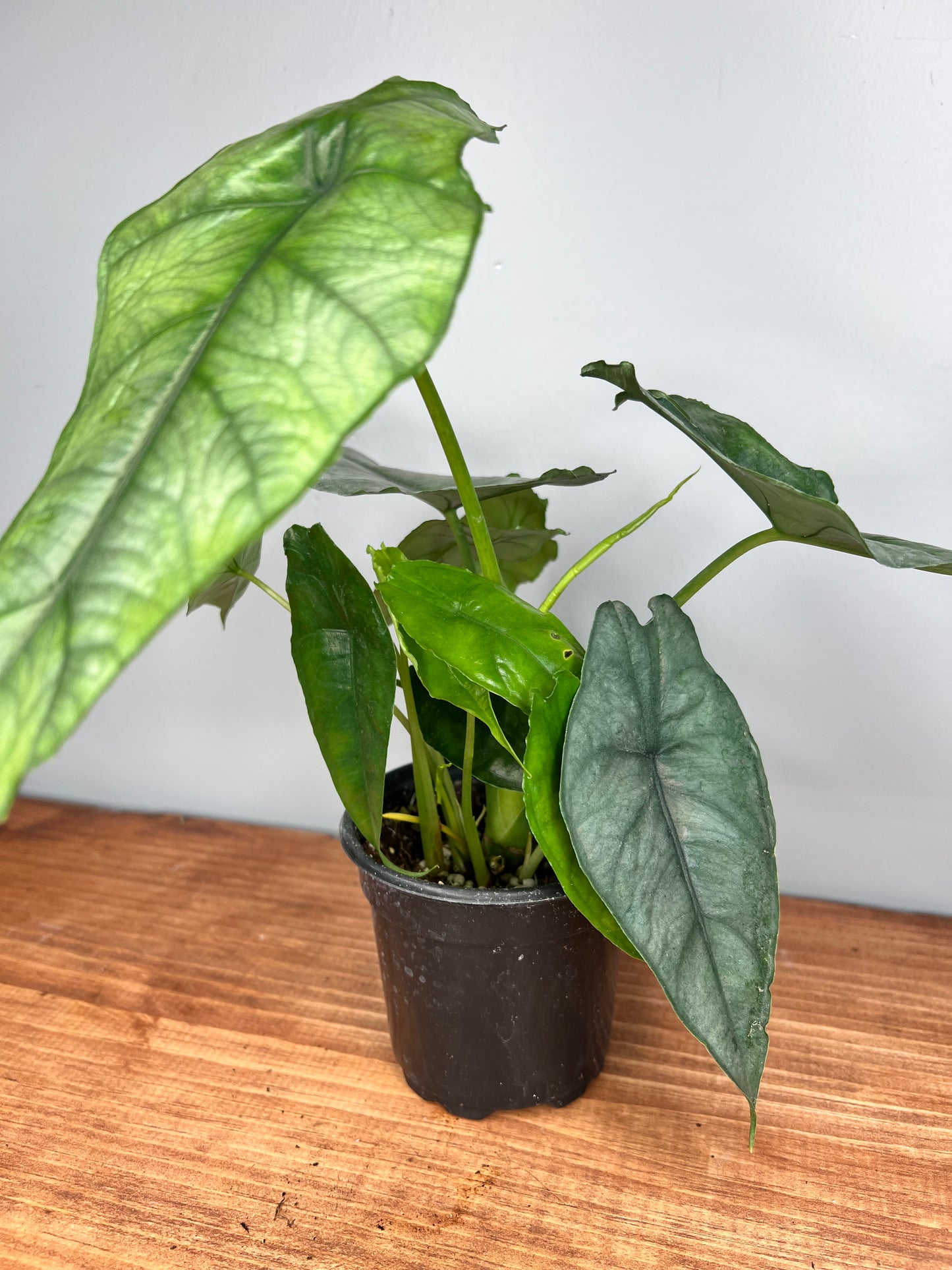 Alocasia Dragon’s Breath