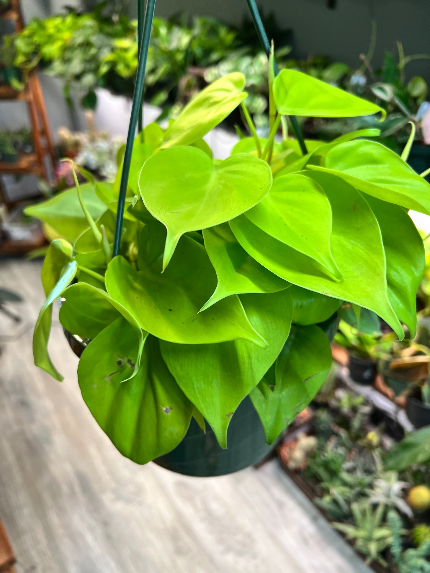 Philodendron neon heart leaf 8” basket