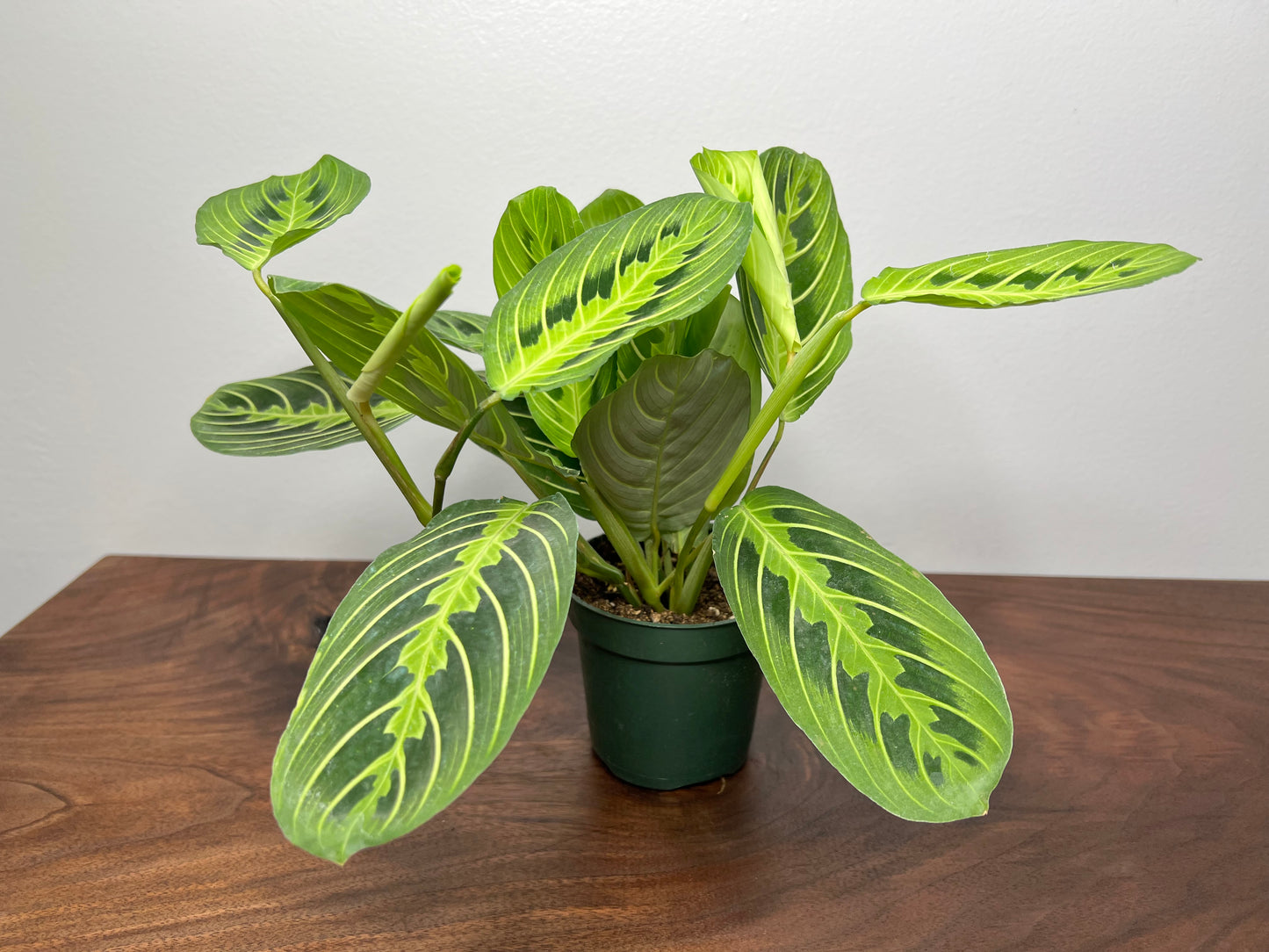 Maranta Prayer Plant lemon lime