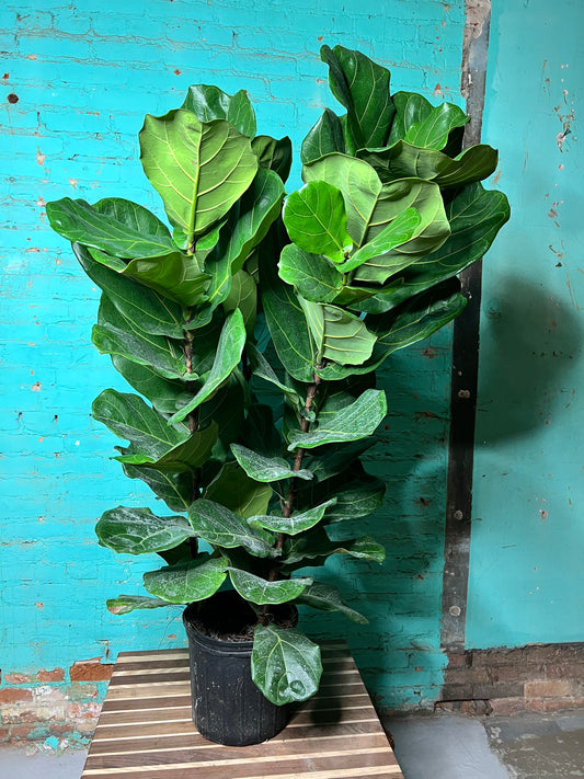 Fiddle fig 10”