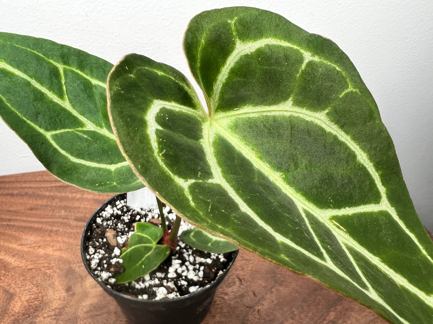 Anthurium Red Crystal Crystallinum 4”