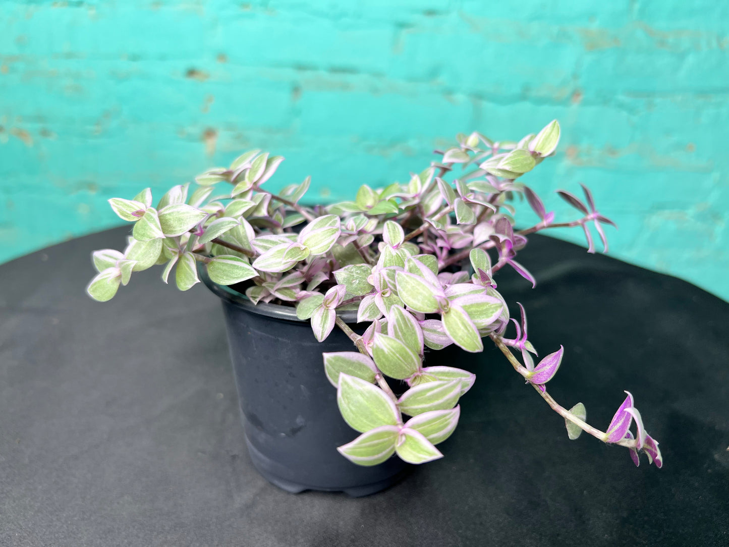 Pink Panther Bolivian Jew- Callisia