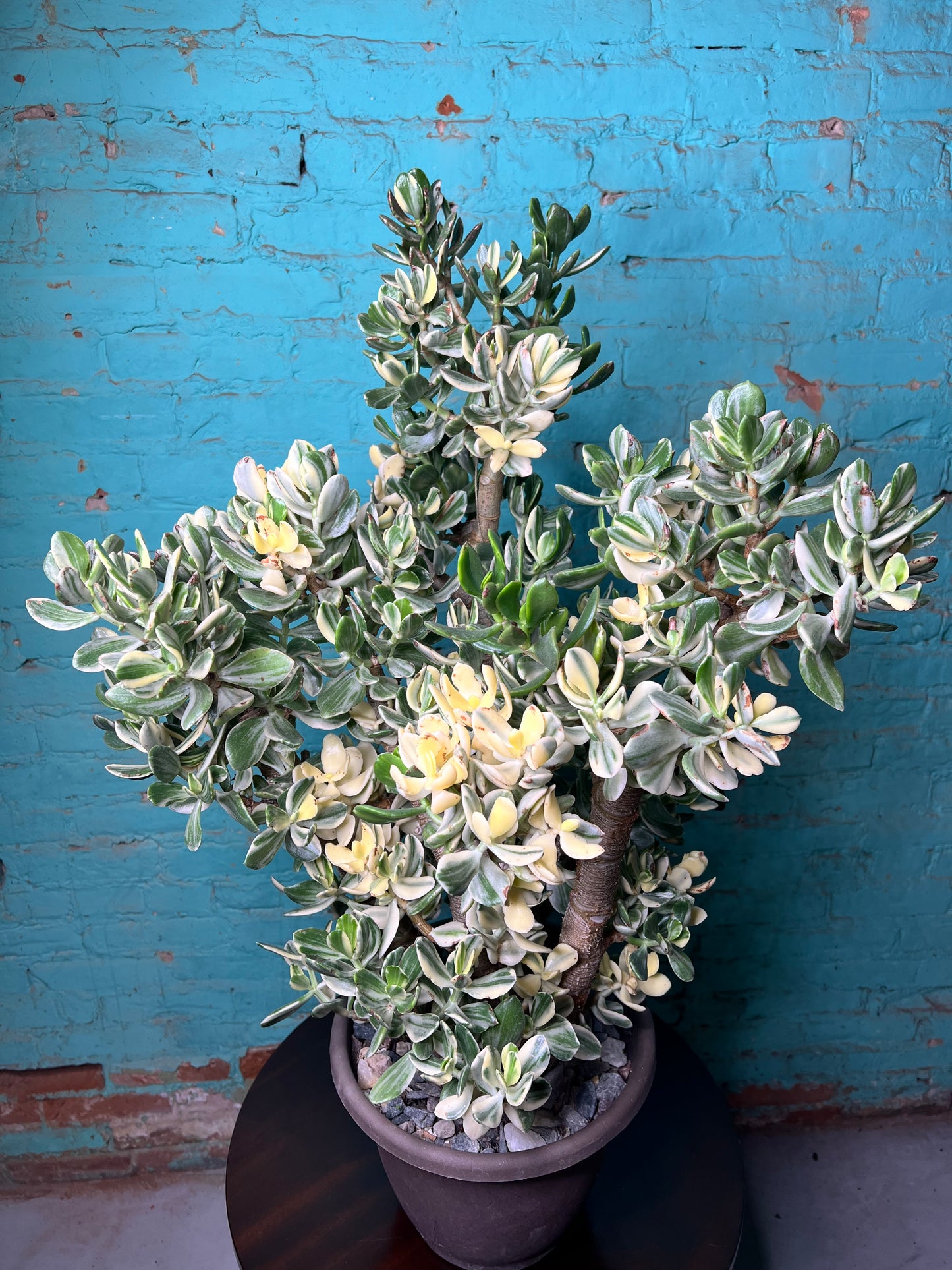 Jade Variegated 10”