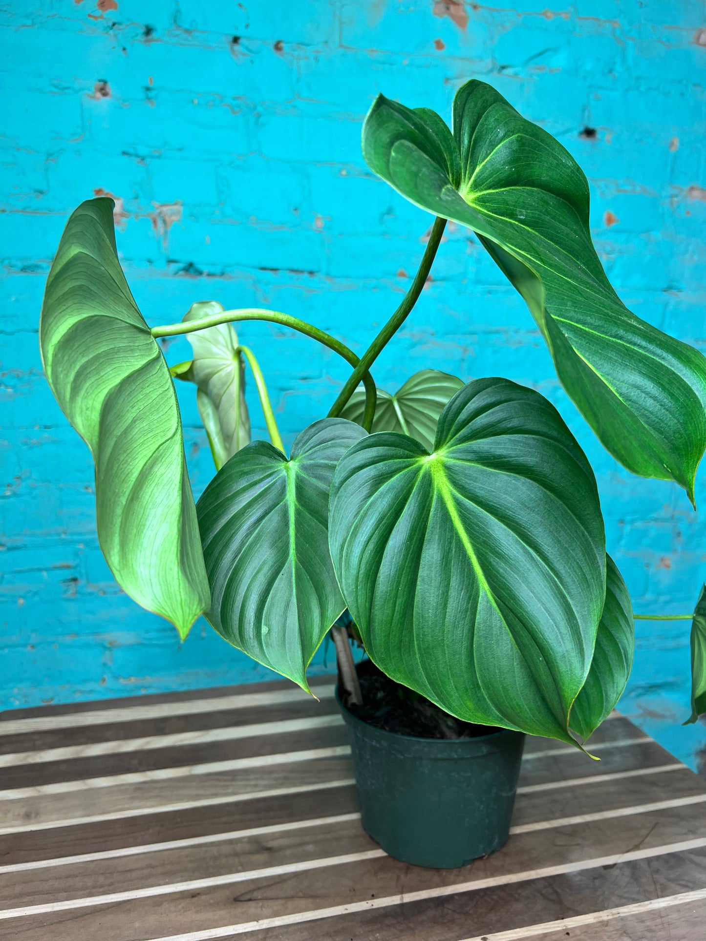 Philodendron McDowell 6”