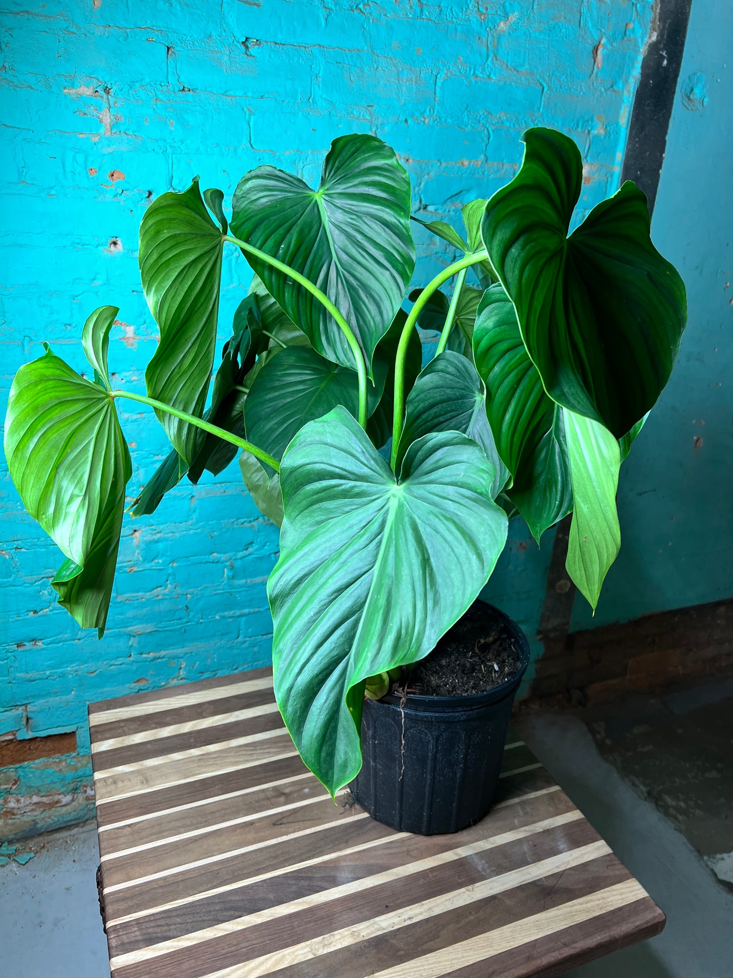 Philodendron Pastazanum 10”
