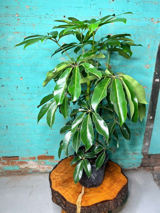 Schefflera Amate 10”