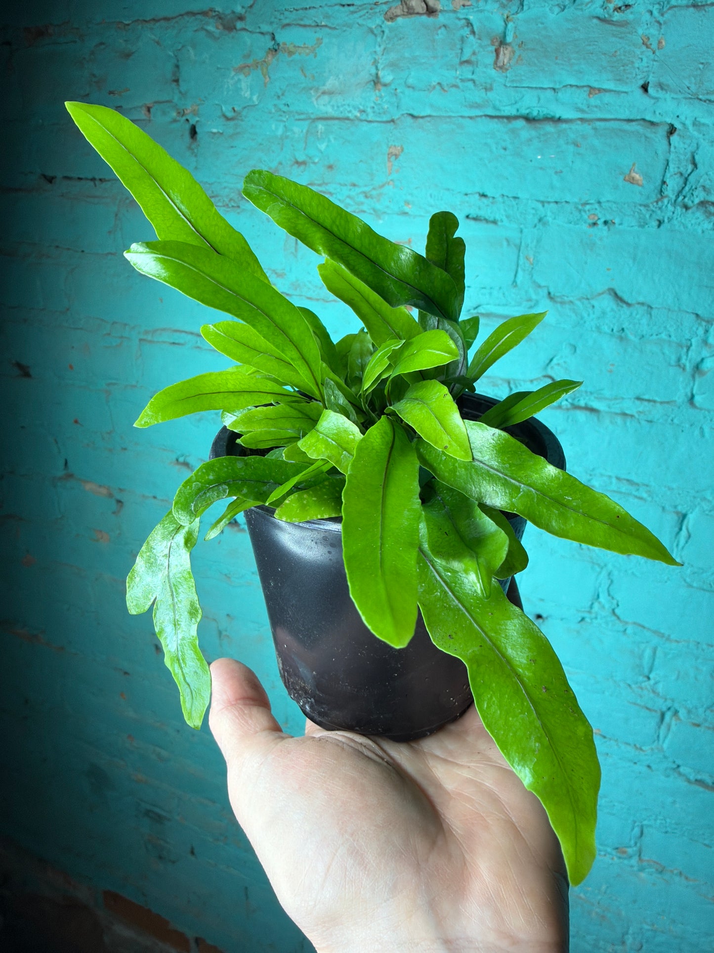 Kangaroo Paw 4”
