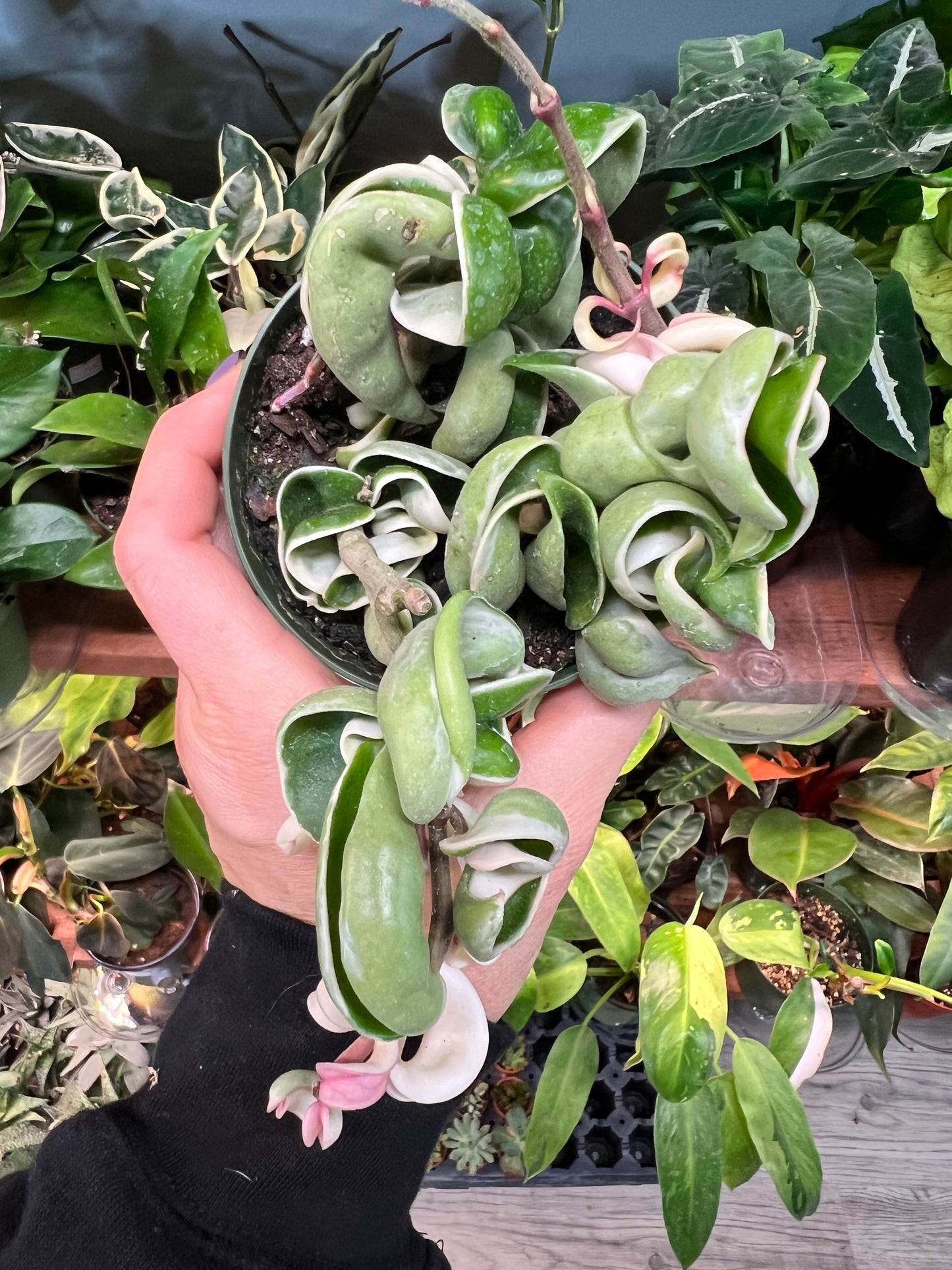 Hoya compacta Variegated