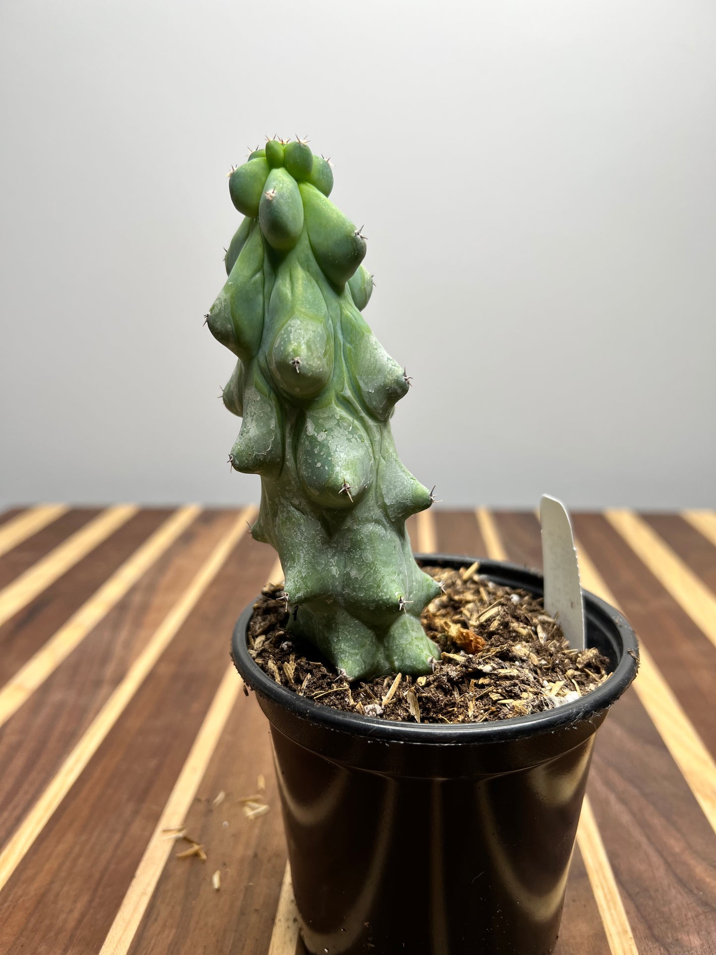 Boobie Cactus 4” 3 inches