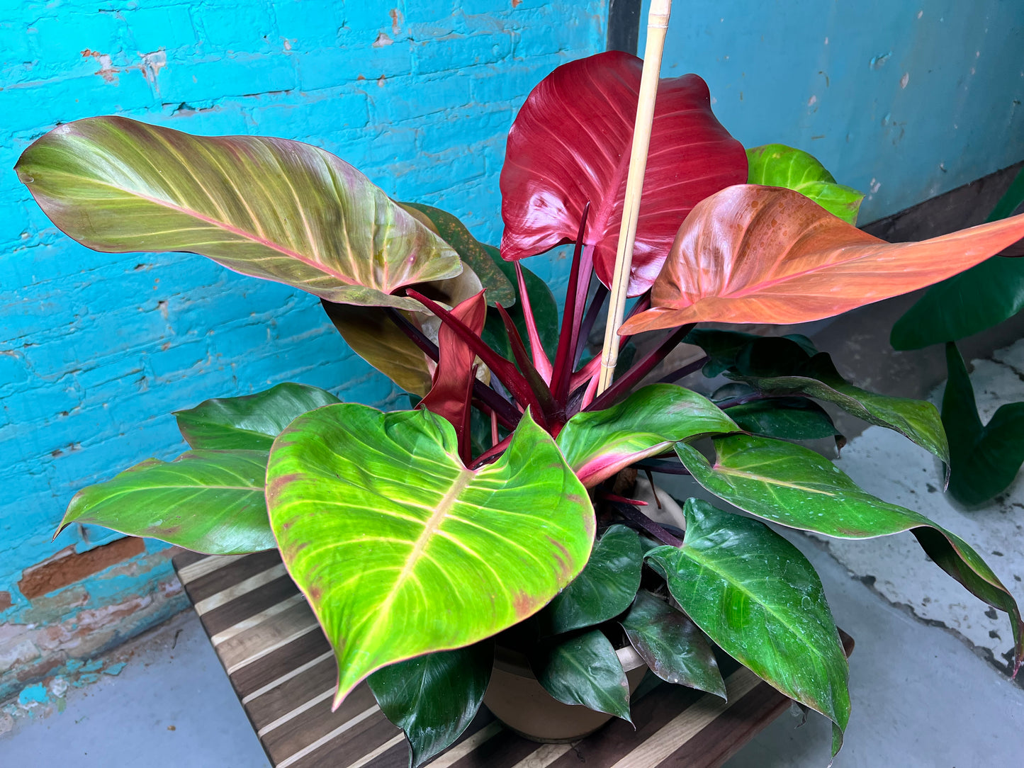Philodendron McColley’s Finale 10”