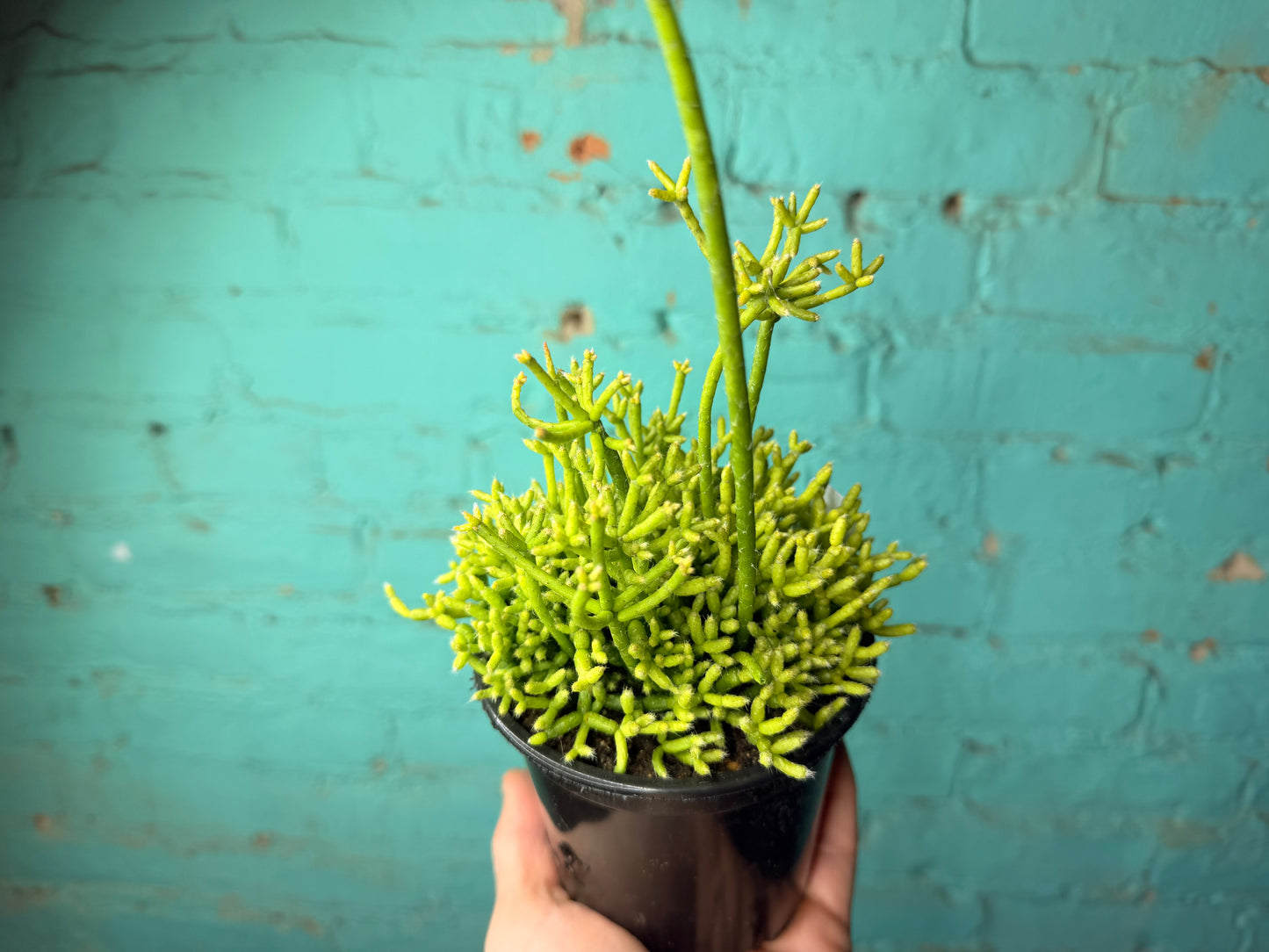 Rhipsalis Cereuscula (Mistletoe Cactus) 4”