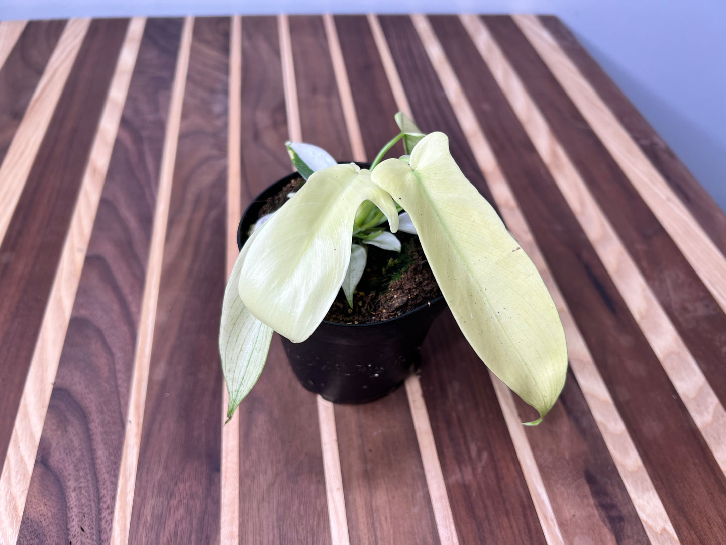 Philodendron- Florida Ghost 4”