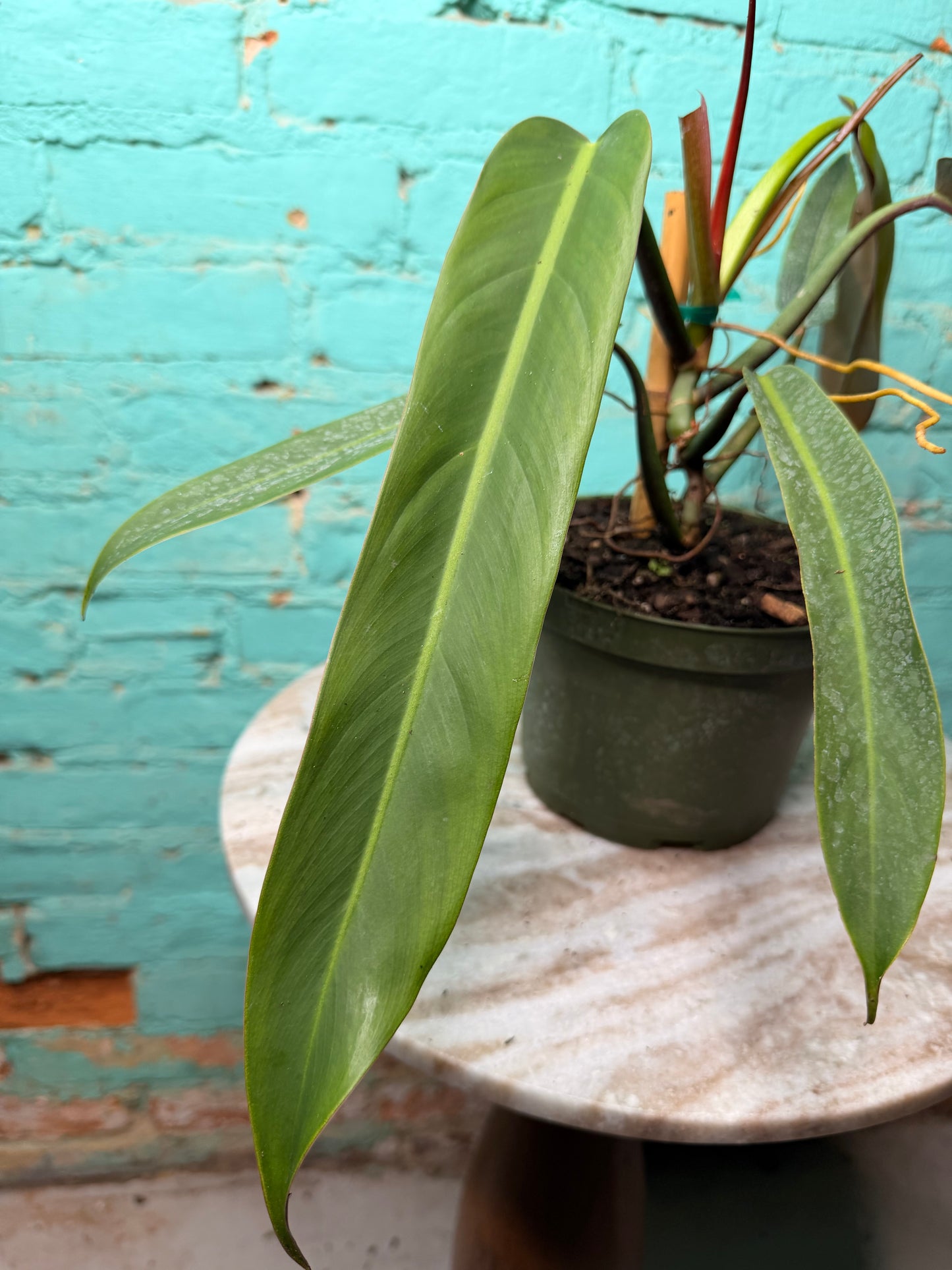 Philodendron Bicolor 6”