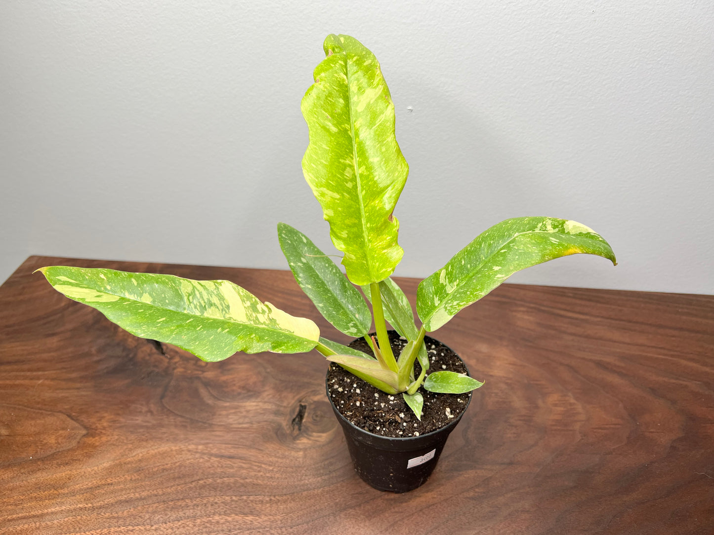 Philodendron Ring of Fire