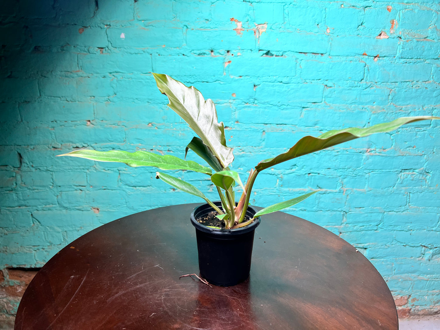 Caramel Pluto philodendron 4”