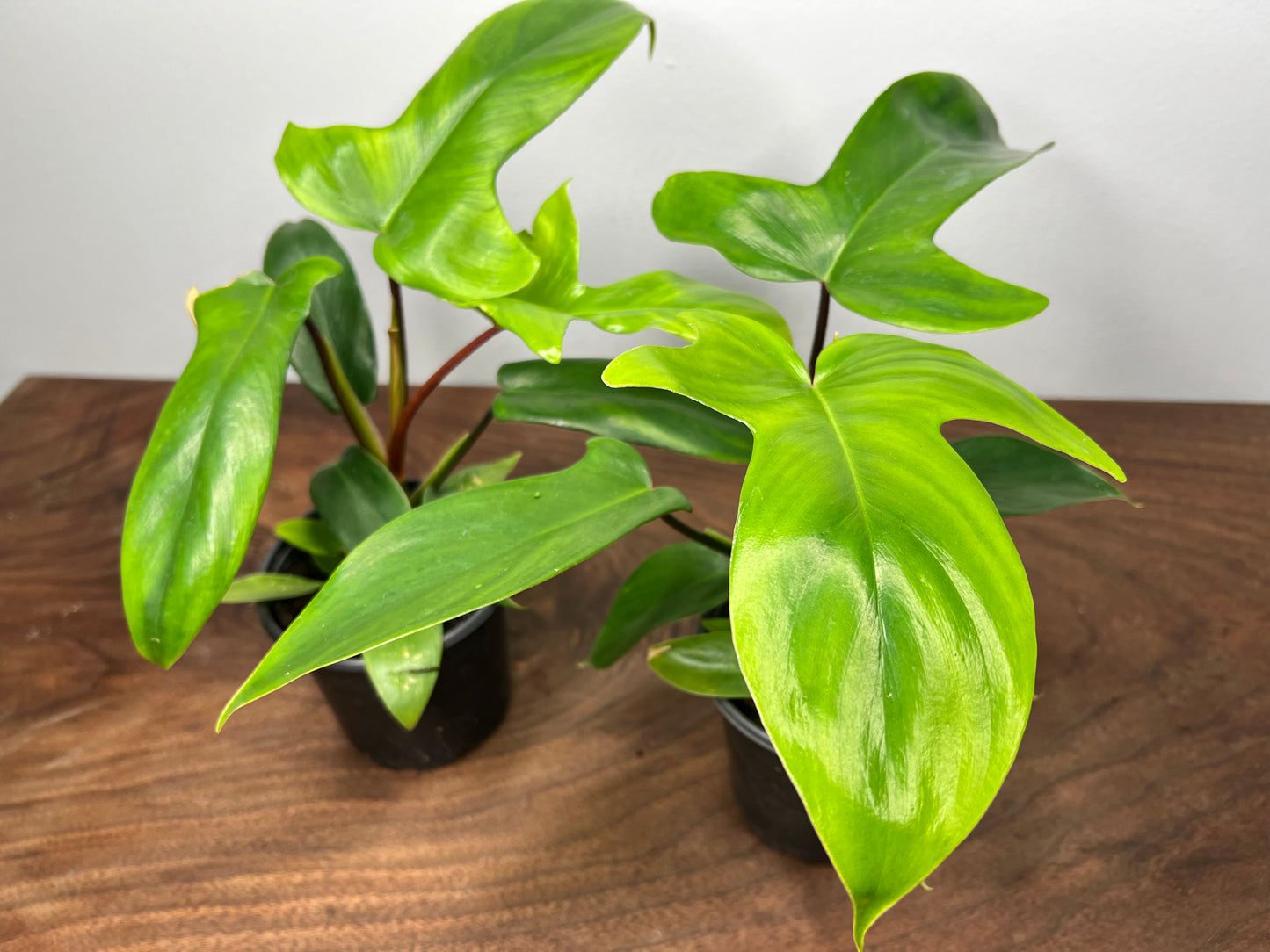 Philodendron Florida Green