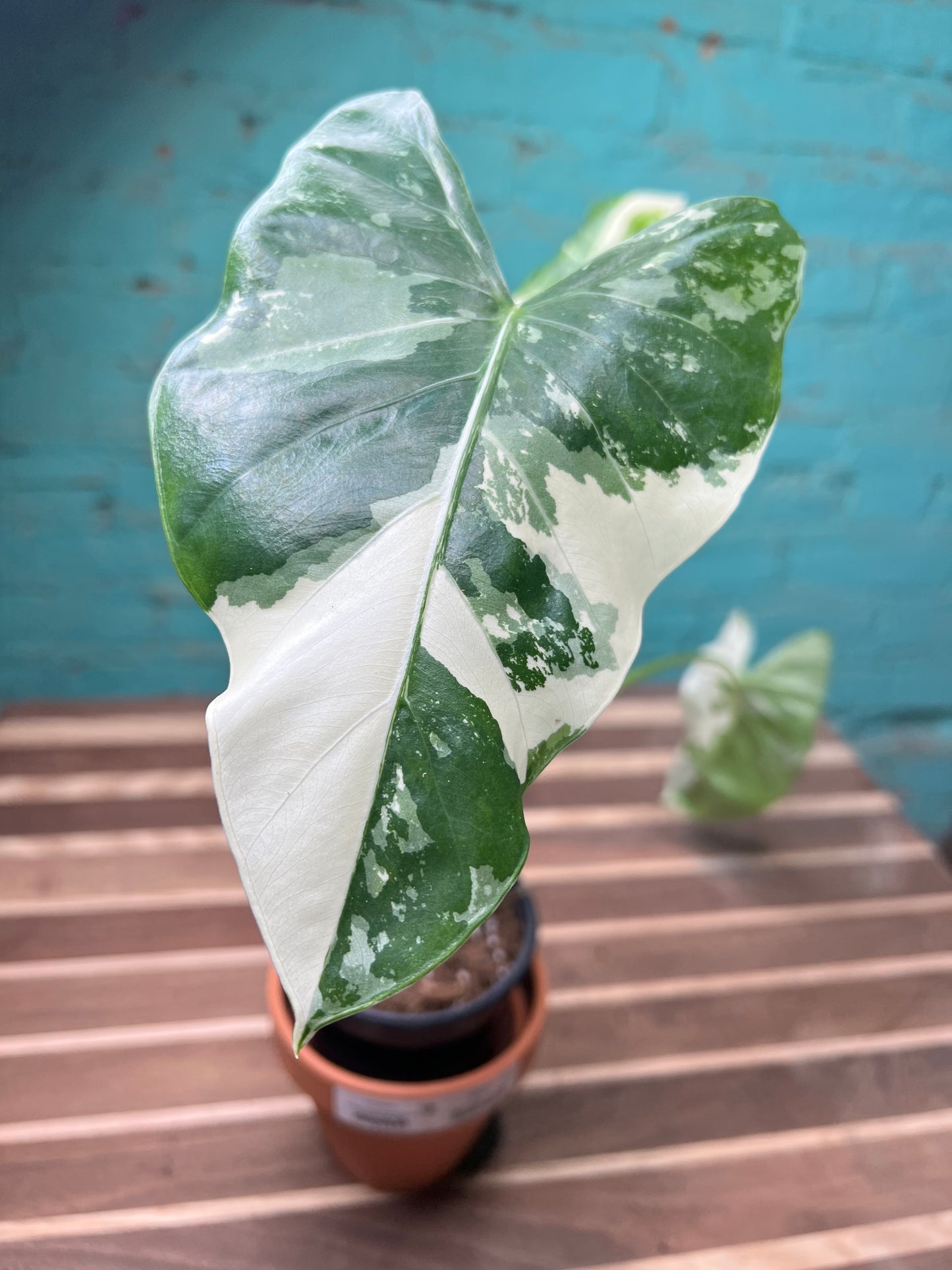 Alocasia-Macrorrhizos Appaloosa Gold