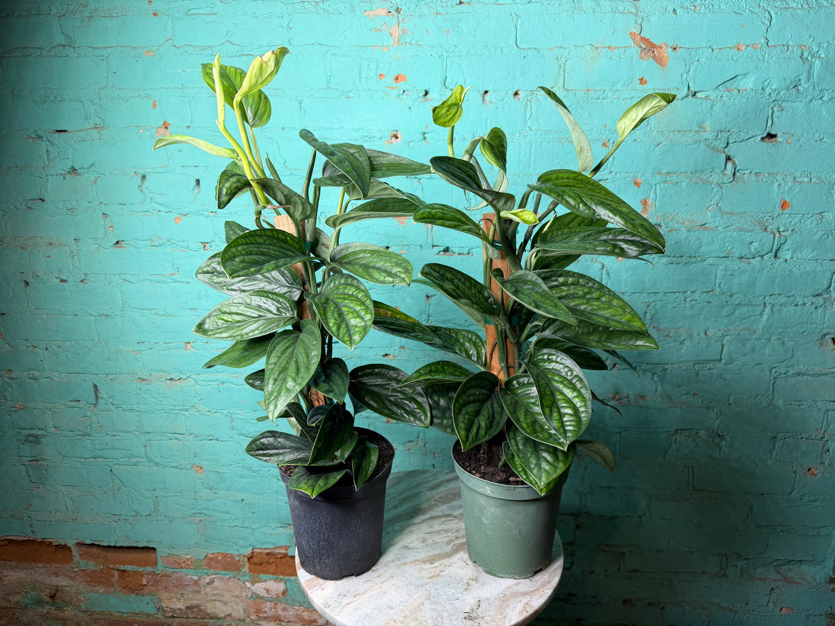 Monstera Peru-Monstera karstenianum 6” Totem