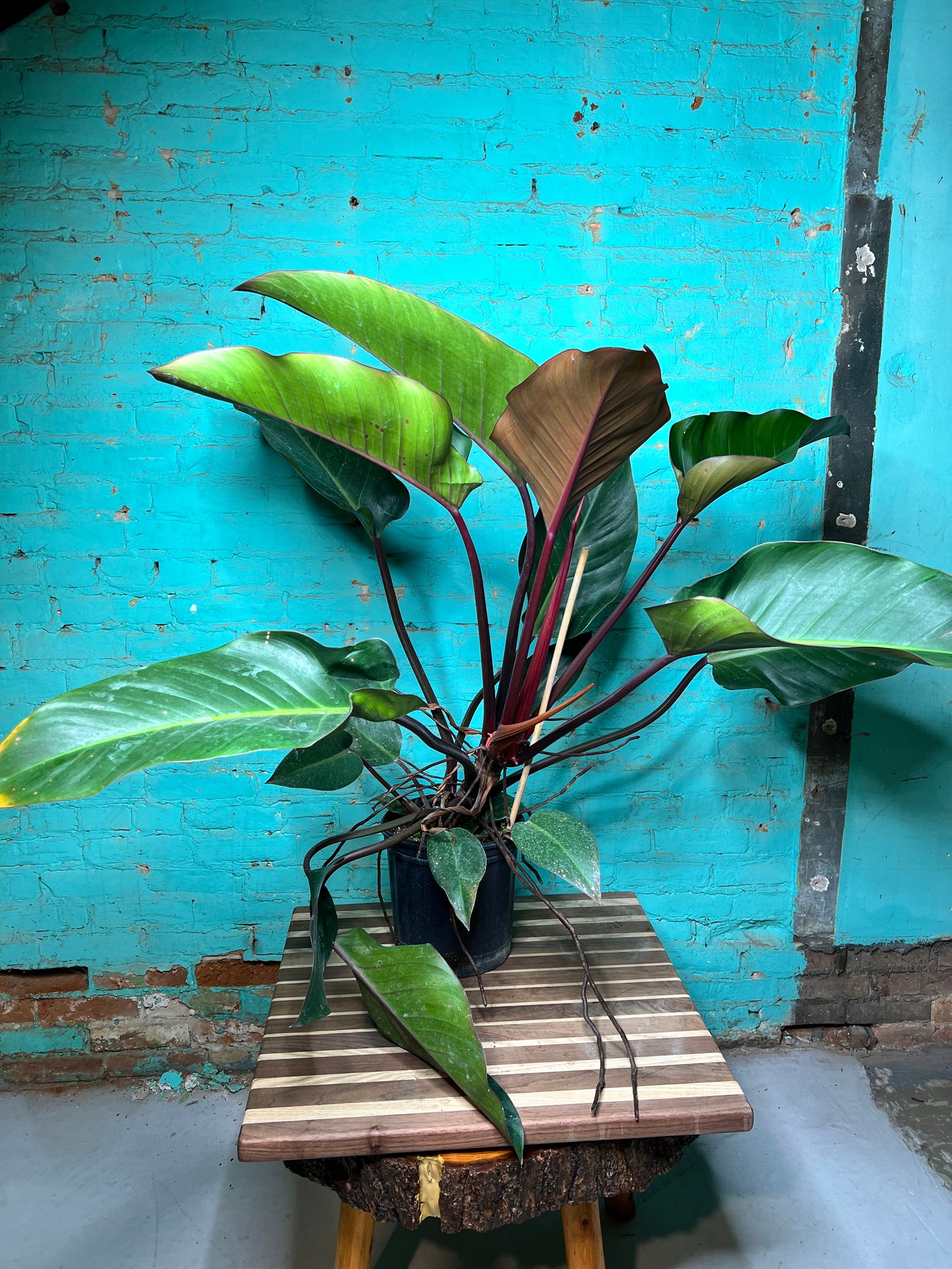 Philodendron Imperial Red 10”