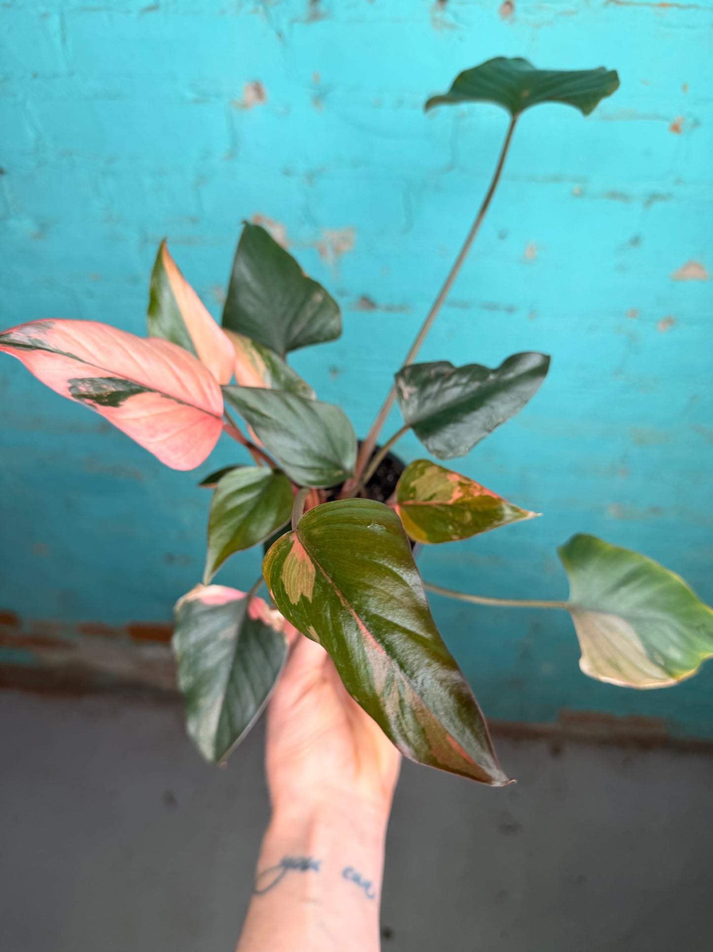 Homalomena ‘Pink Diamond’ 4” 😍