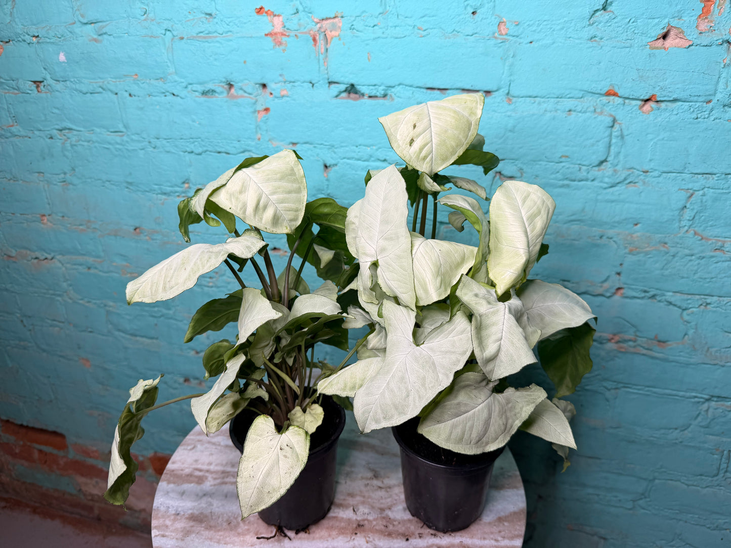 Syngonium ‘Moonshine’