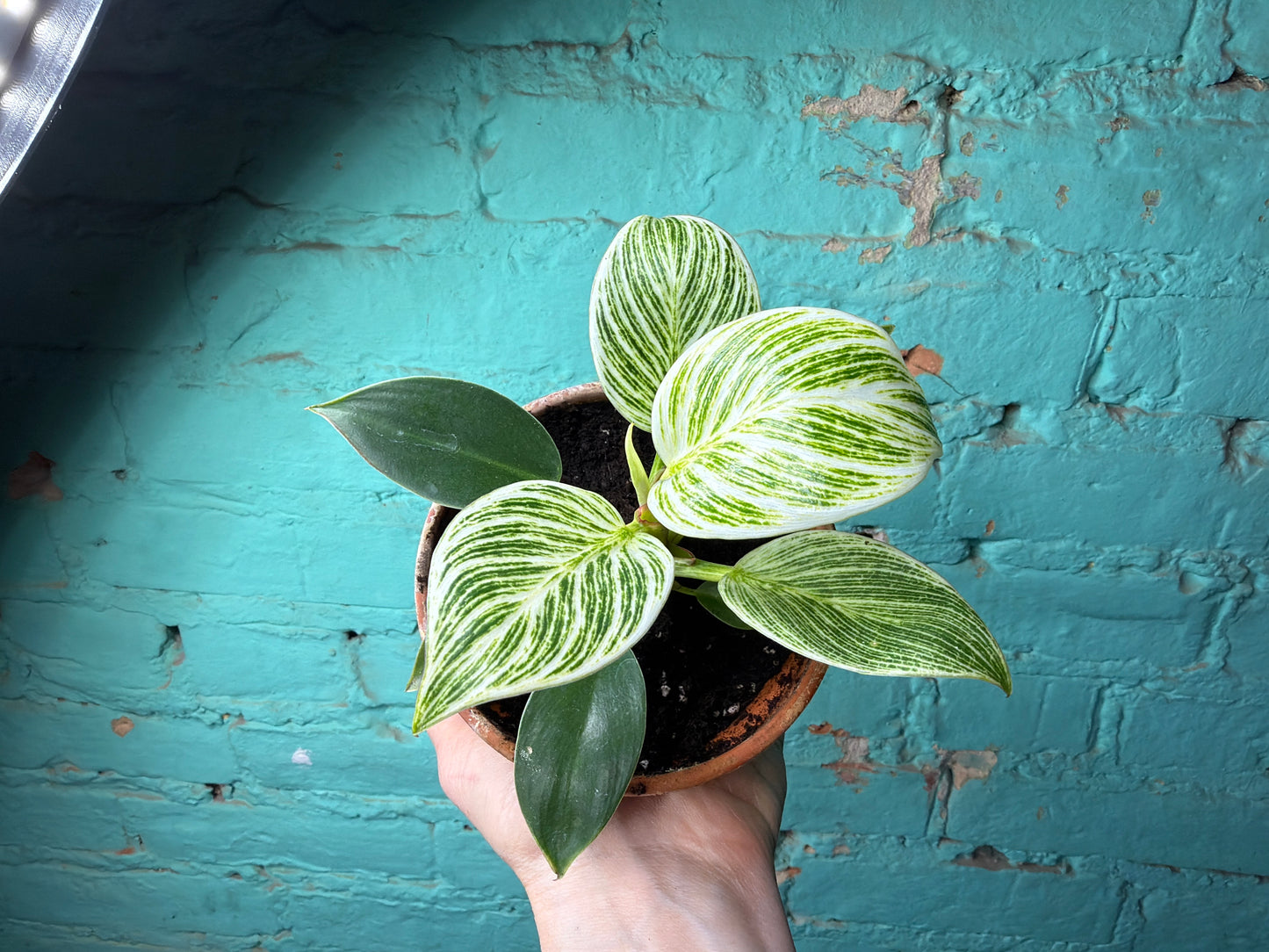 Philodendron Birkin 4” (Clay)