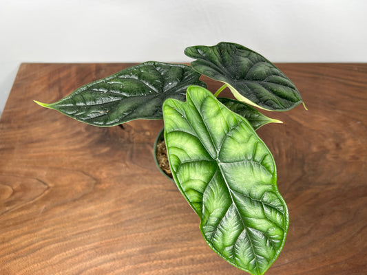 Alocasia Dragon Scale 4”