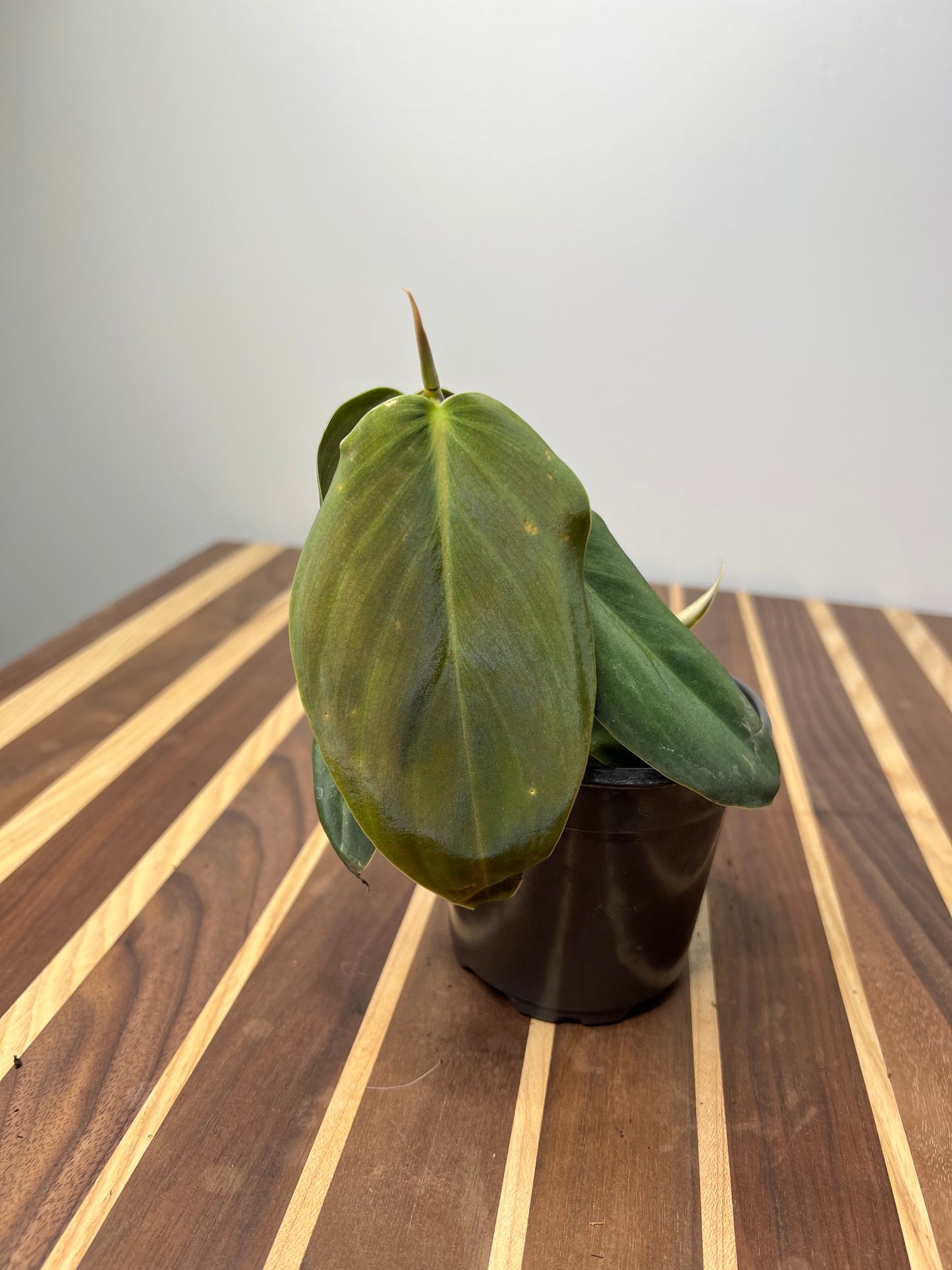 Philodendron Gigas