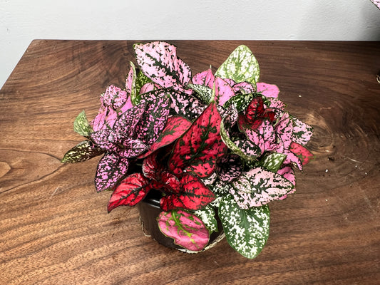 Nerveplant-Gigantea (Multi color 4inch)