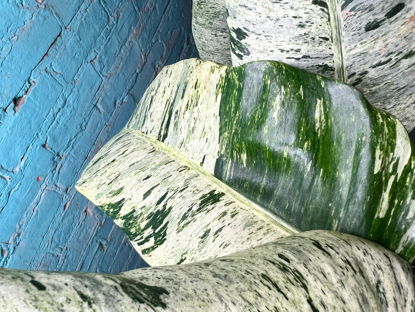 Epipremnum Giganteum Marble 10”