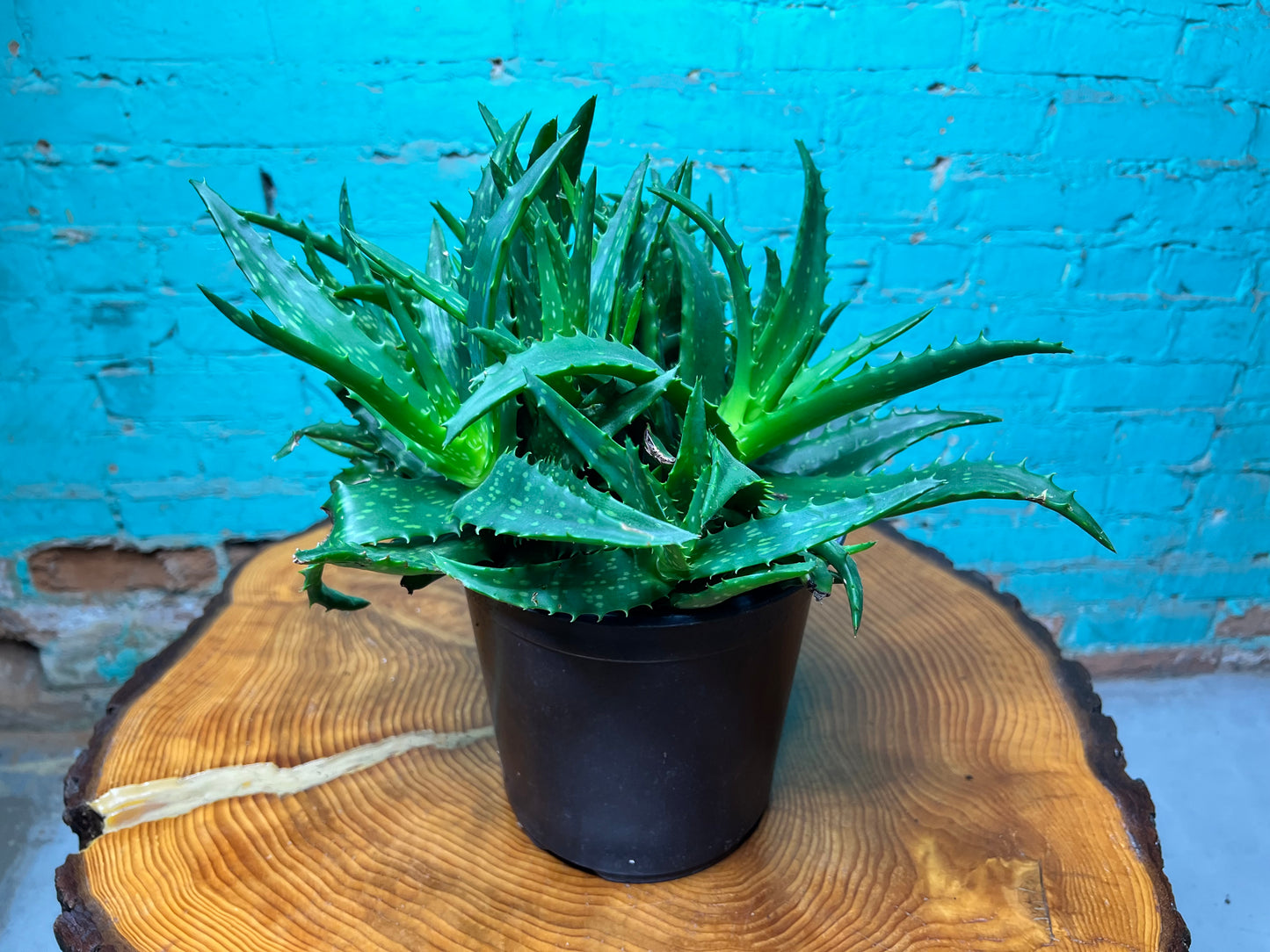 Aloe Night sky 8”
