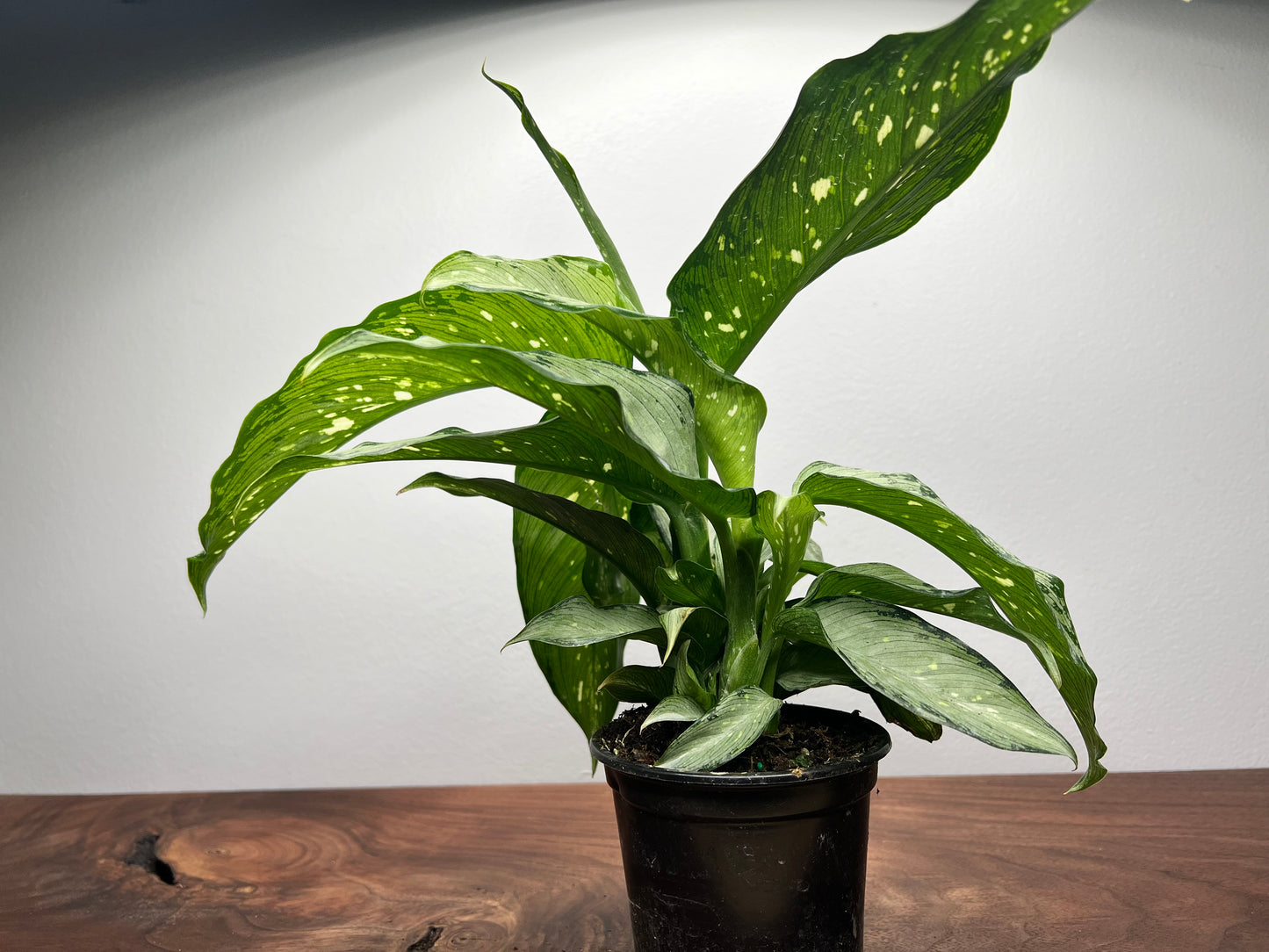 Dieffenbachia- 4” Dumb Cane plant