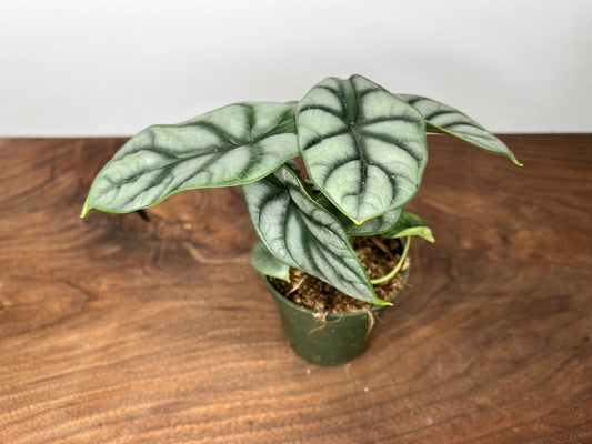 Alocasia Silver Dragon