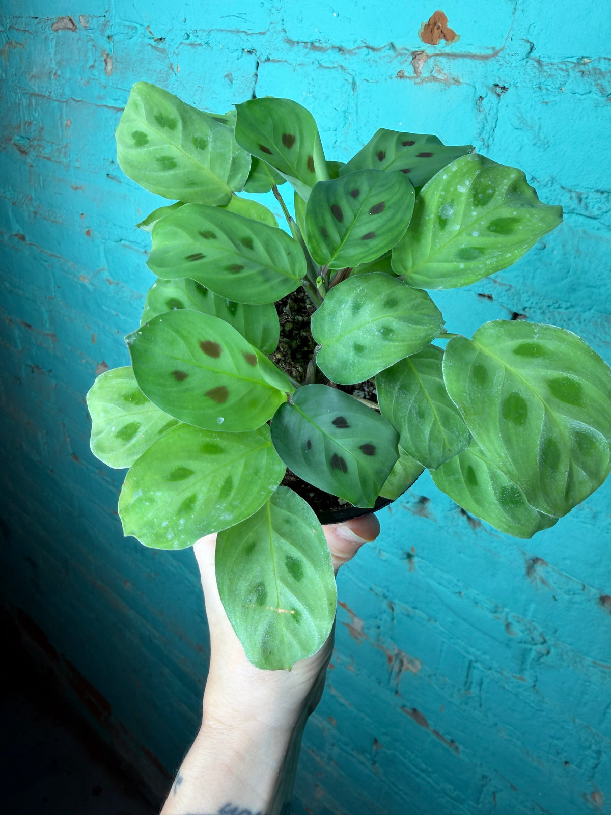Maranta Prayer Plant leuconeura 4”