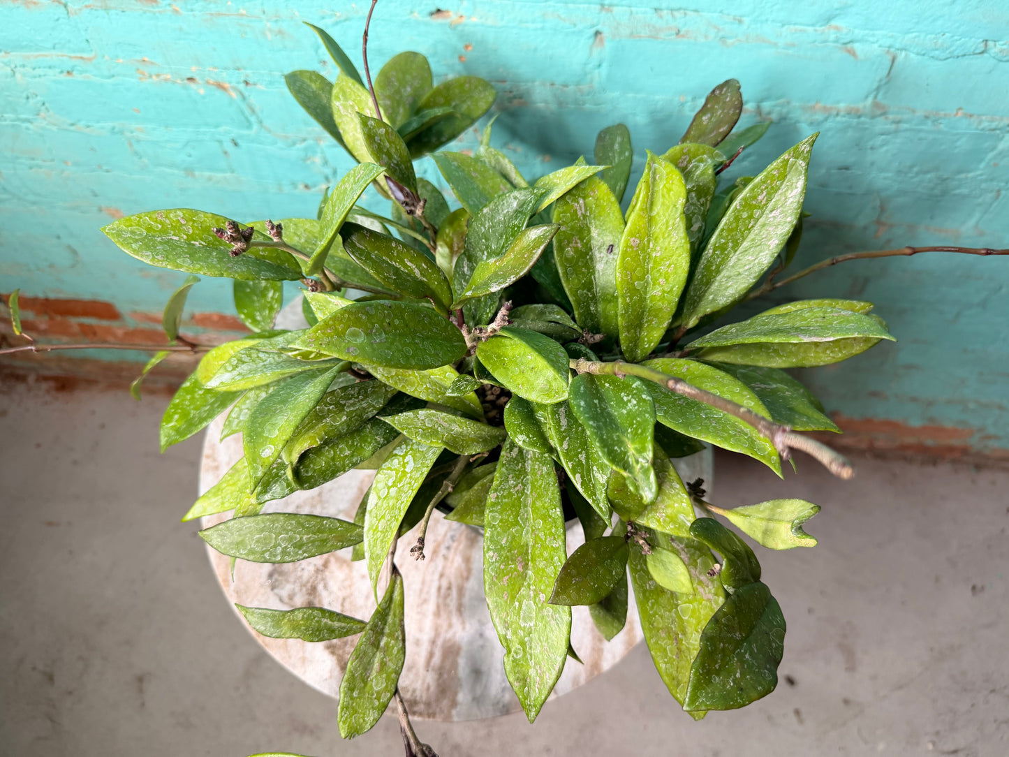 Hoya Hoya Memoria 6”