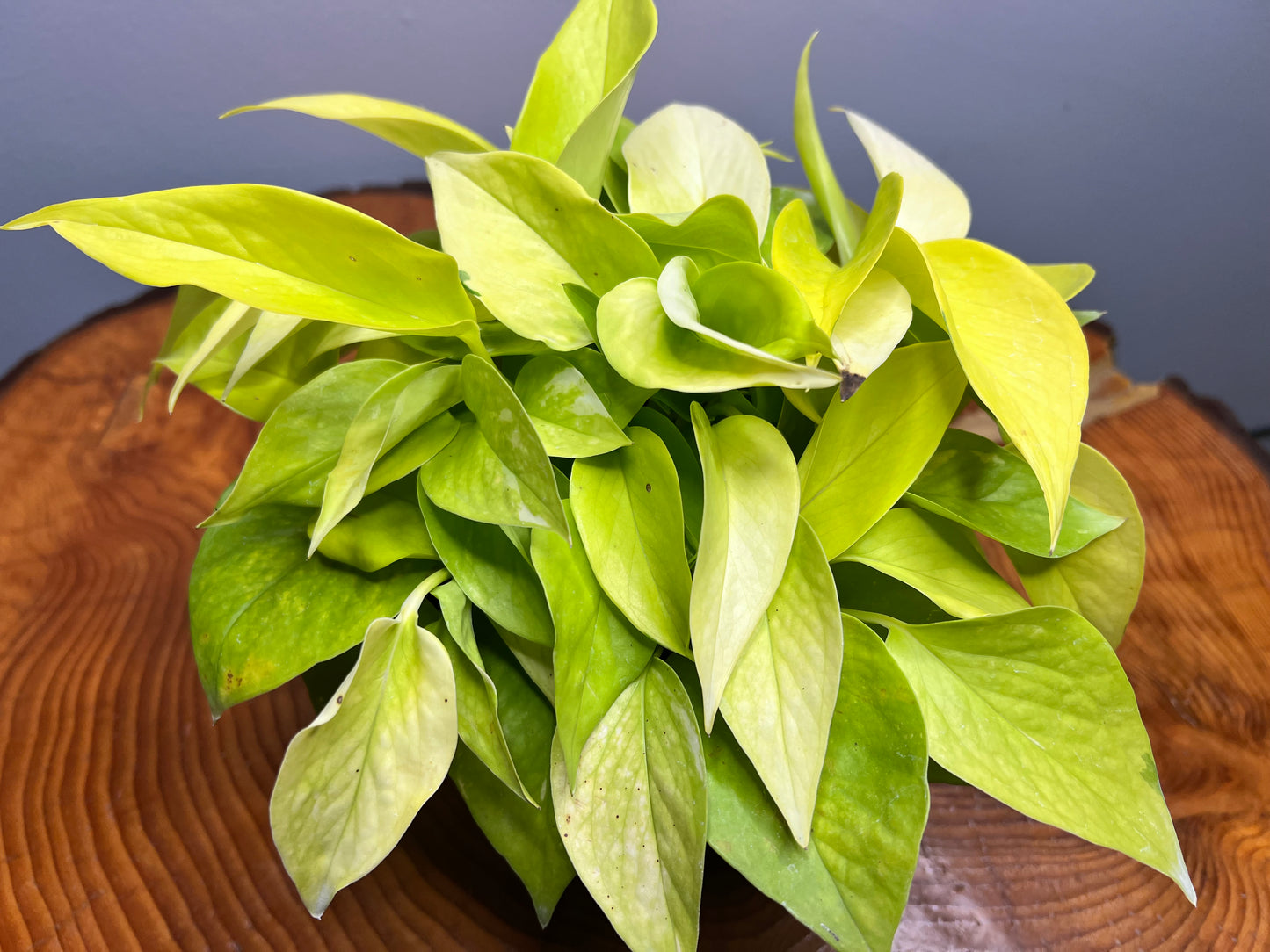 Neon pothos 6”