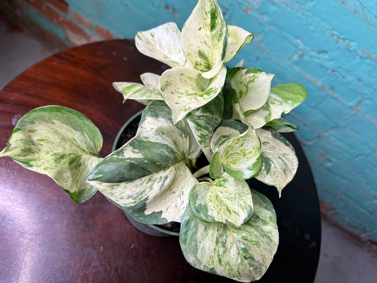 Manjula Pothos 6”