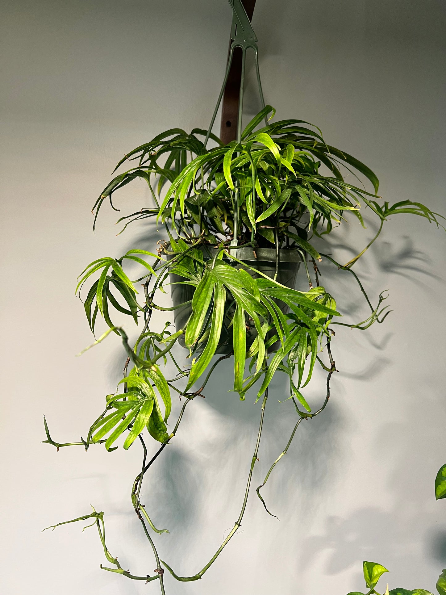 Amydrium Zippelianum 8” Basket