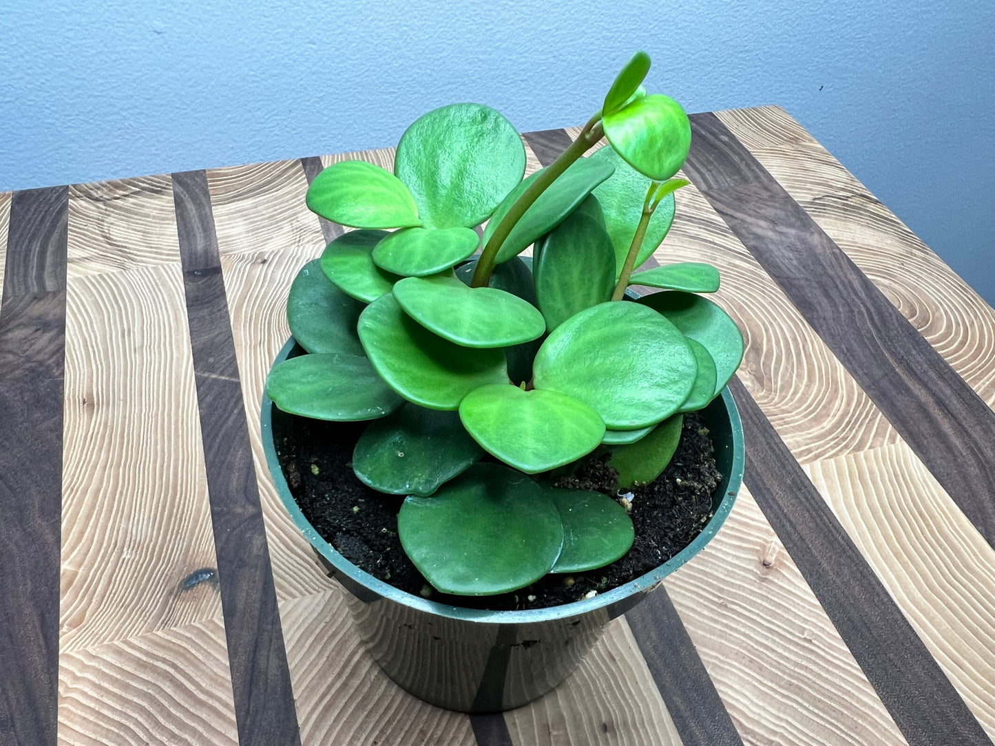 Peperomia-Hope