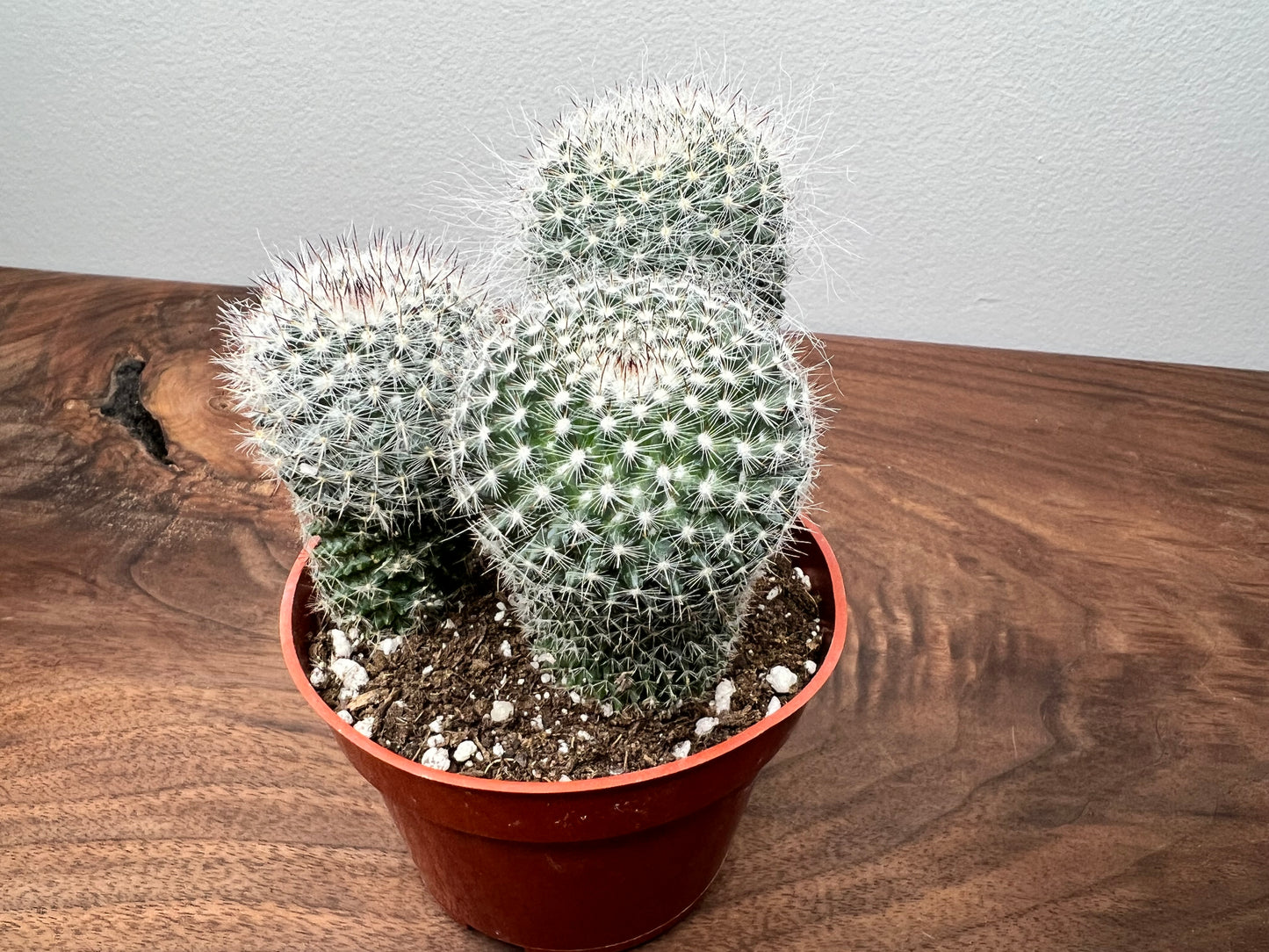 Cactus 7