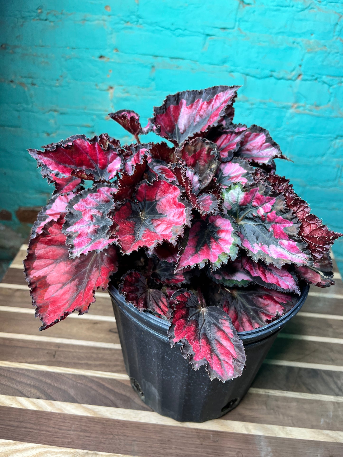 Rex begonia 10”