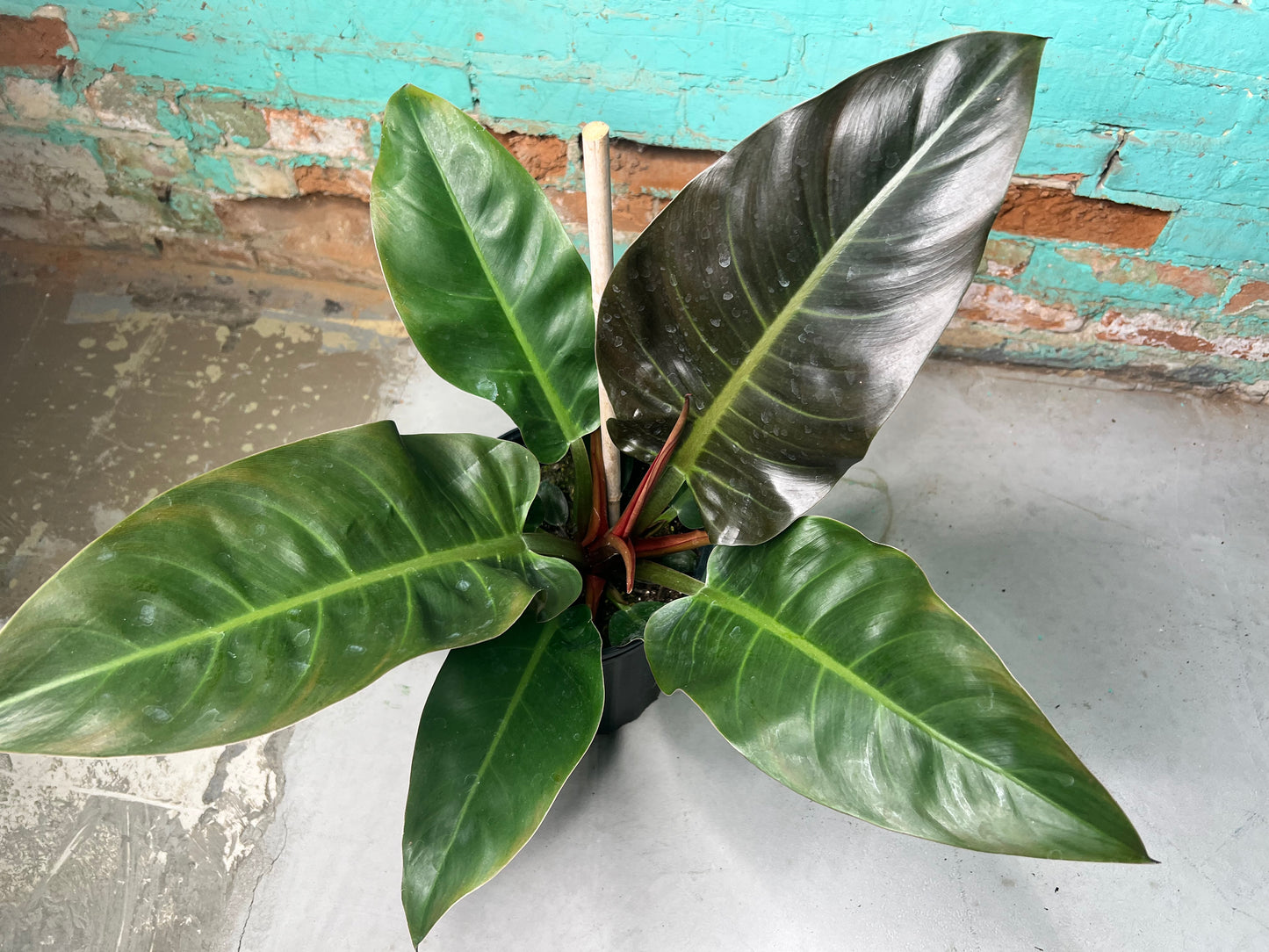 Philodendron Black Cardinal 10”