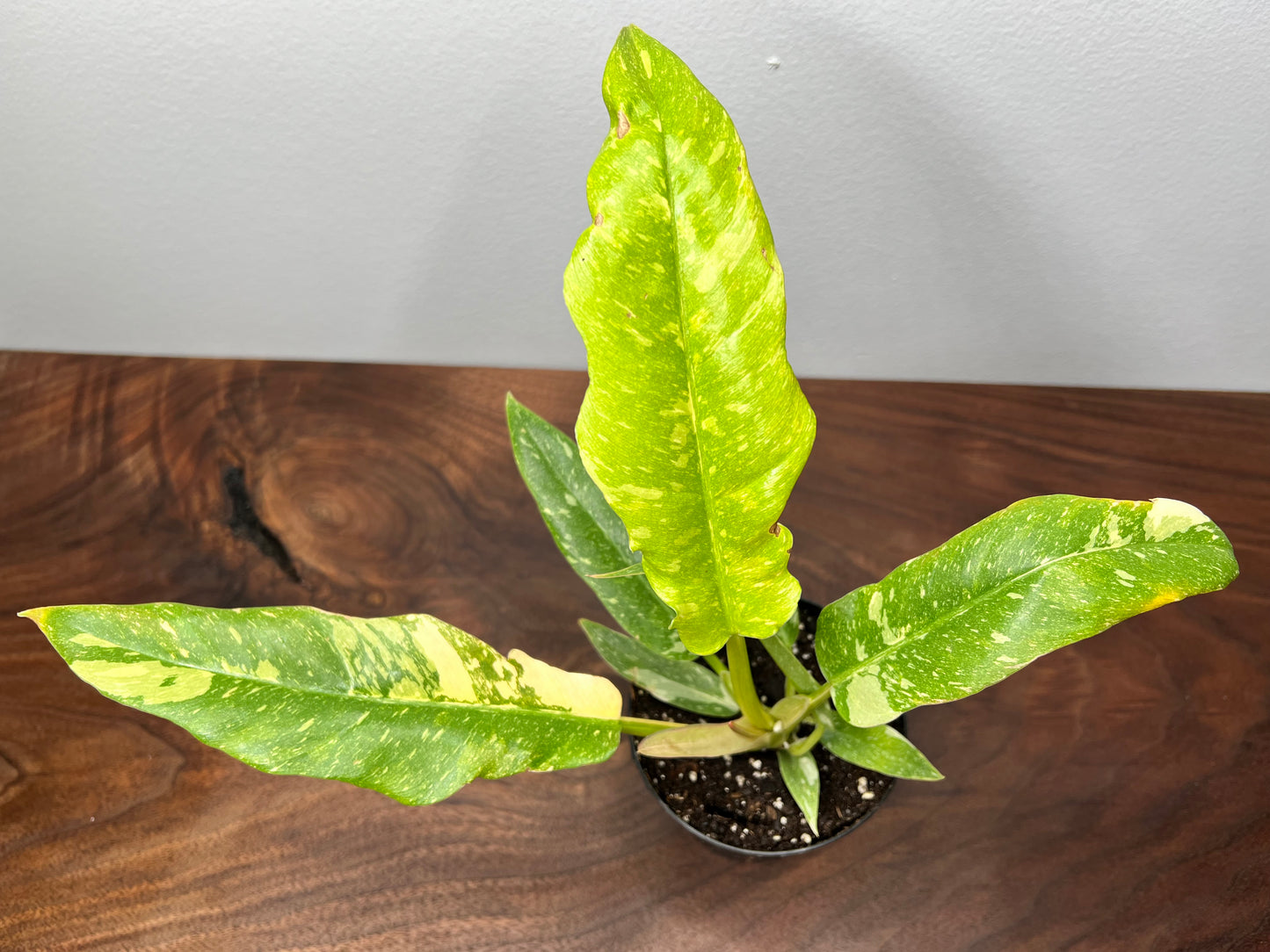 Philodendron Ring of Fire