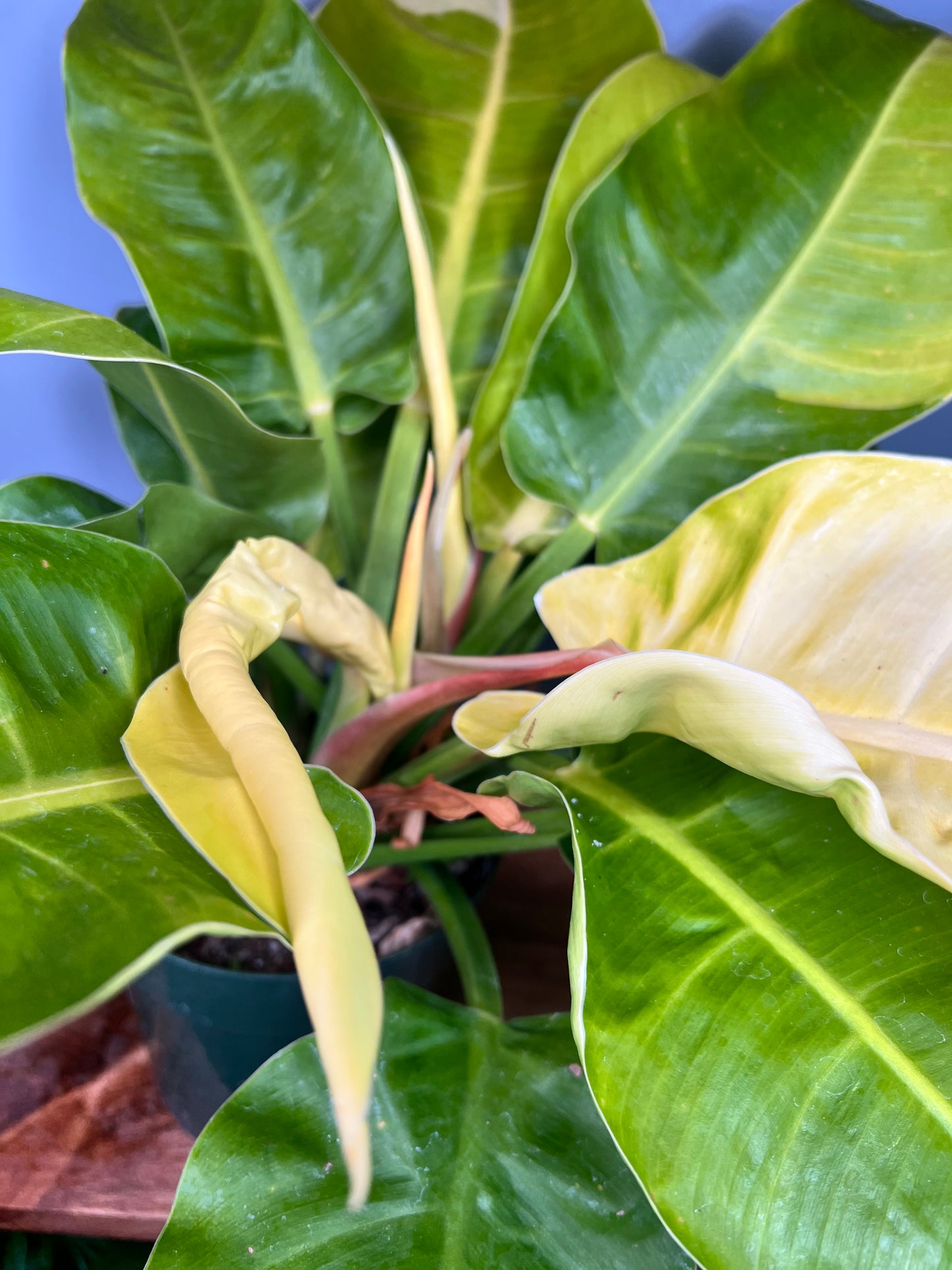 Philodendron Moonlight 6”