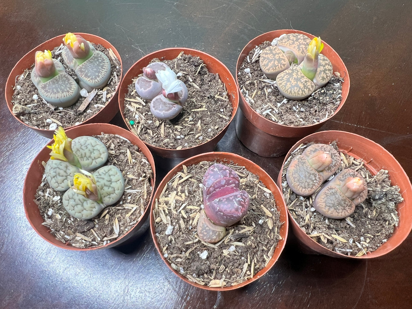 Living stones 3”