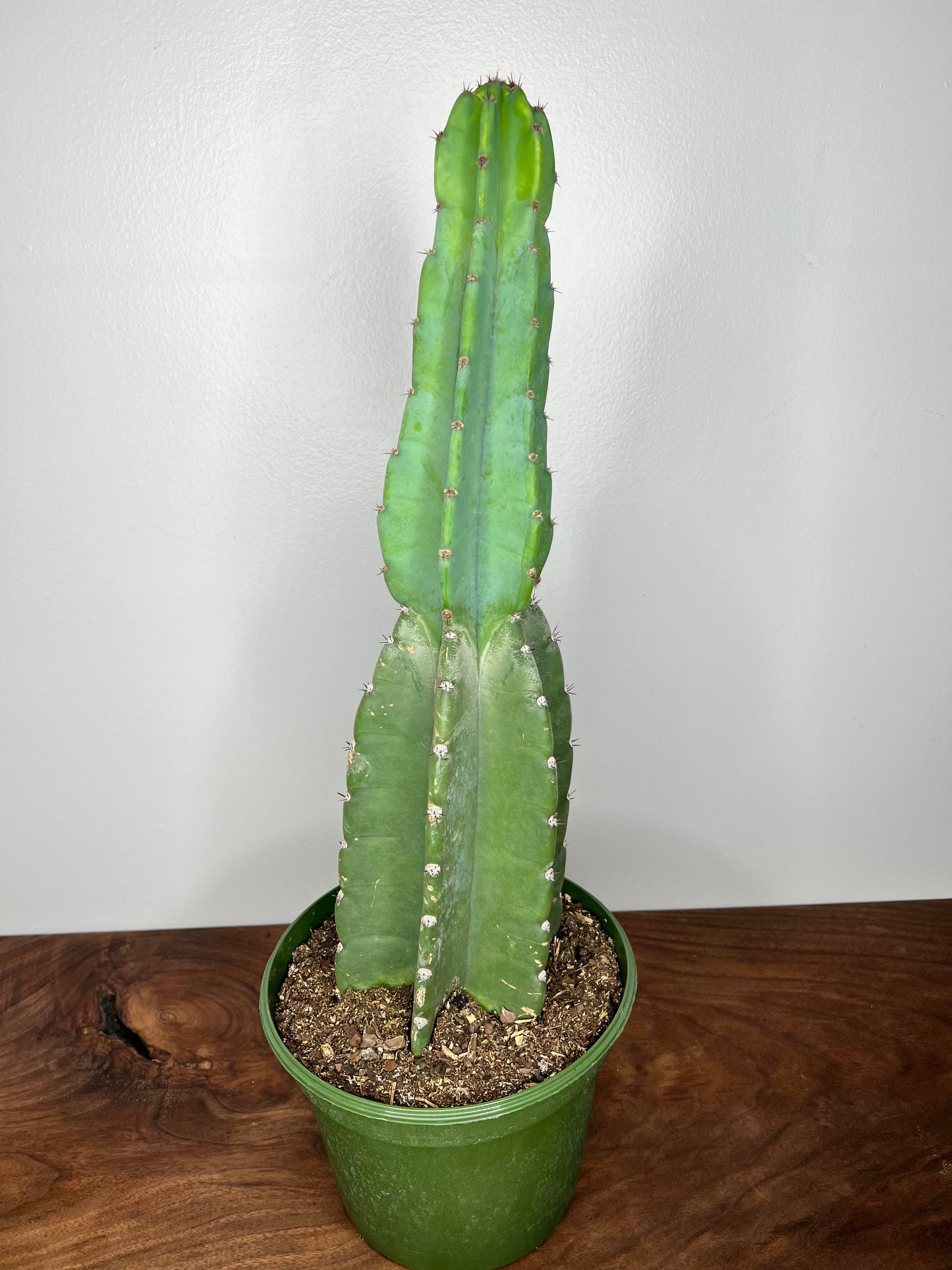 San Pedro Cactus 24 inch