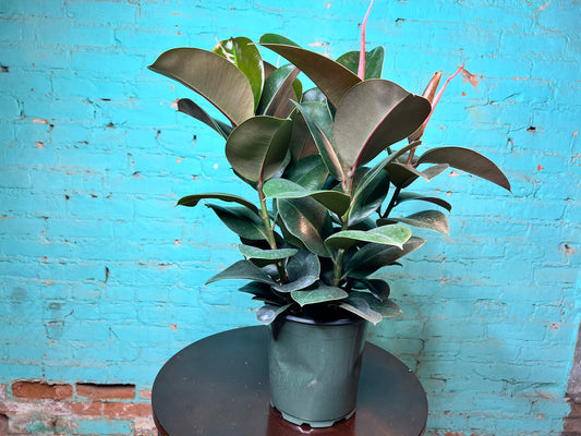 Rubber Tree- Robusta Green 7”