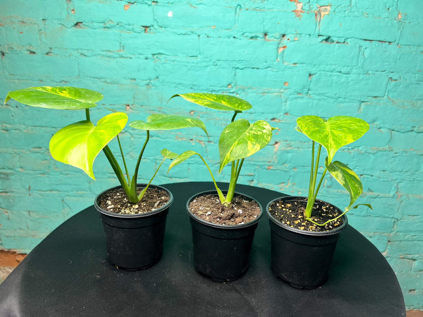 Monstera Deliciosa Yellow Marilyn 4”